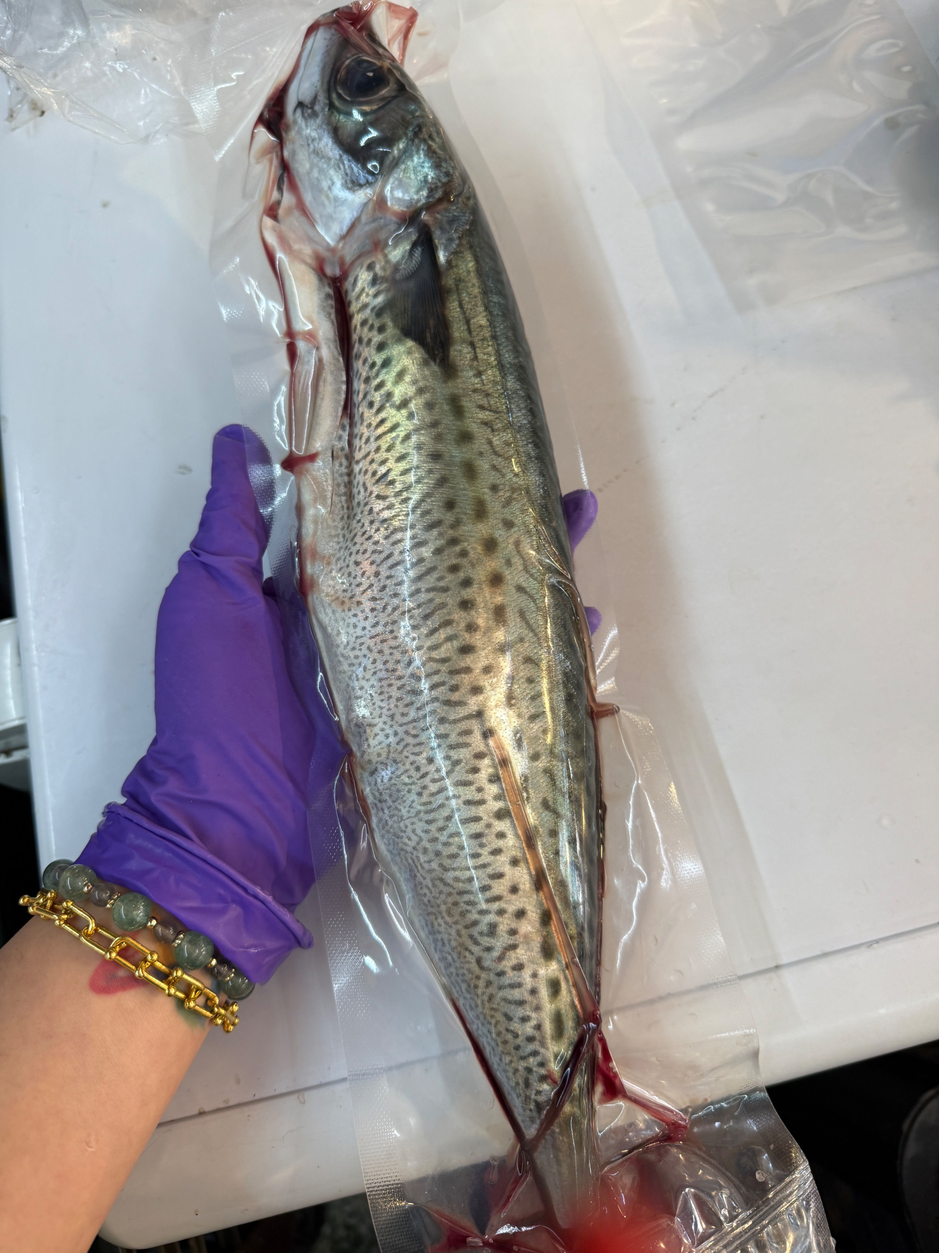 海魚🐠船釣鯖魚 DHA no.1