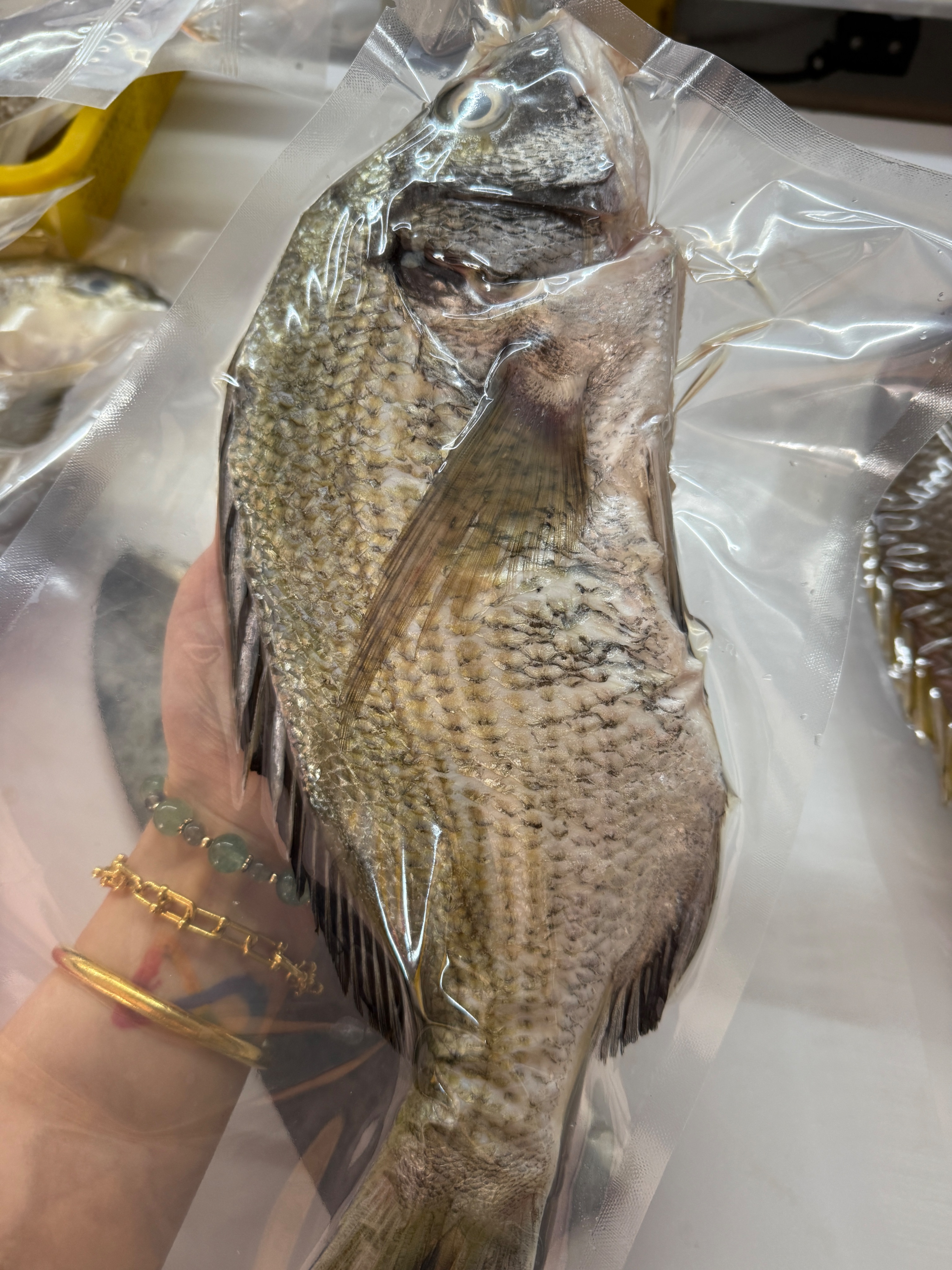 海魚🐠黑格