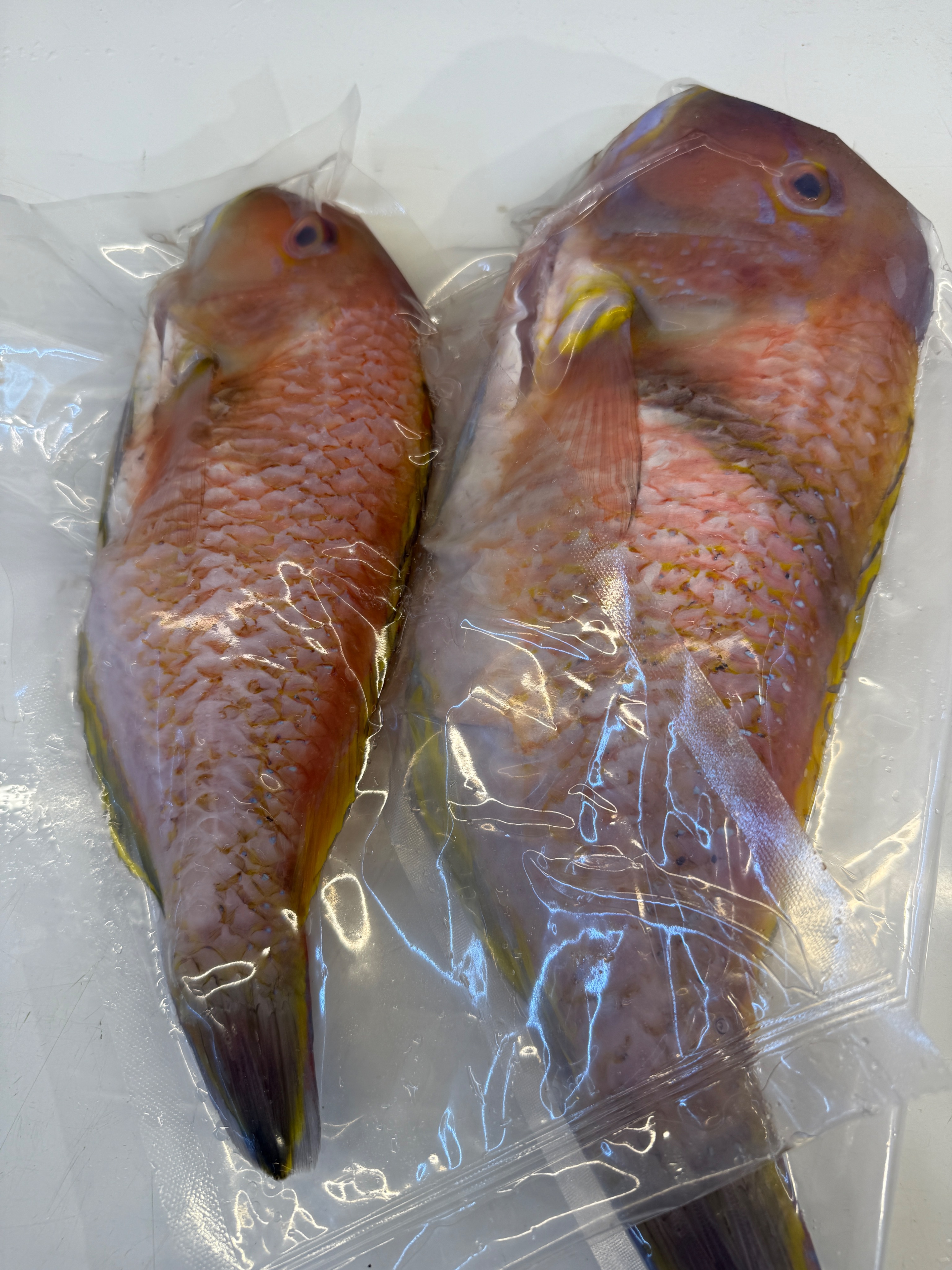 海魚🐠石老