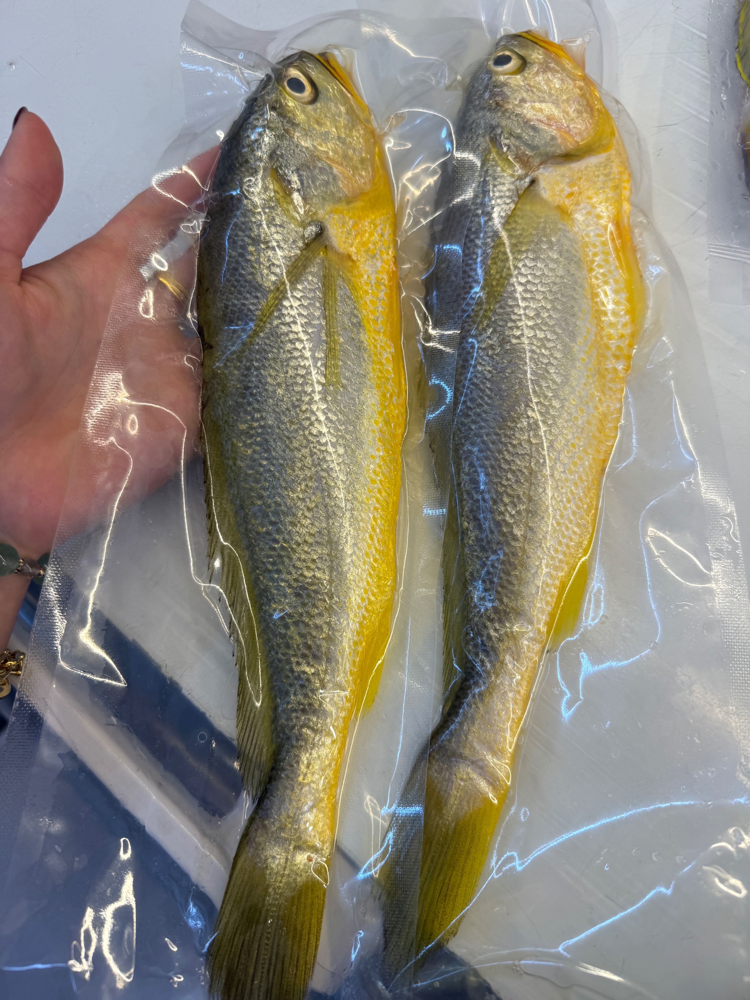 海魚🐠野生黃魚