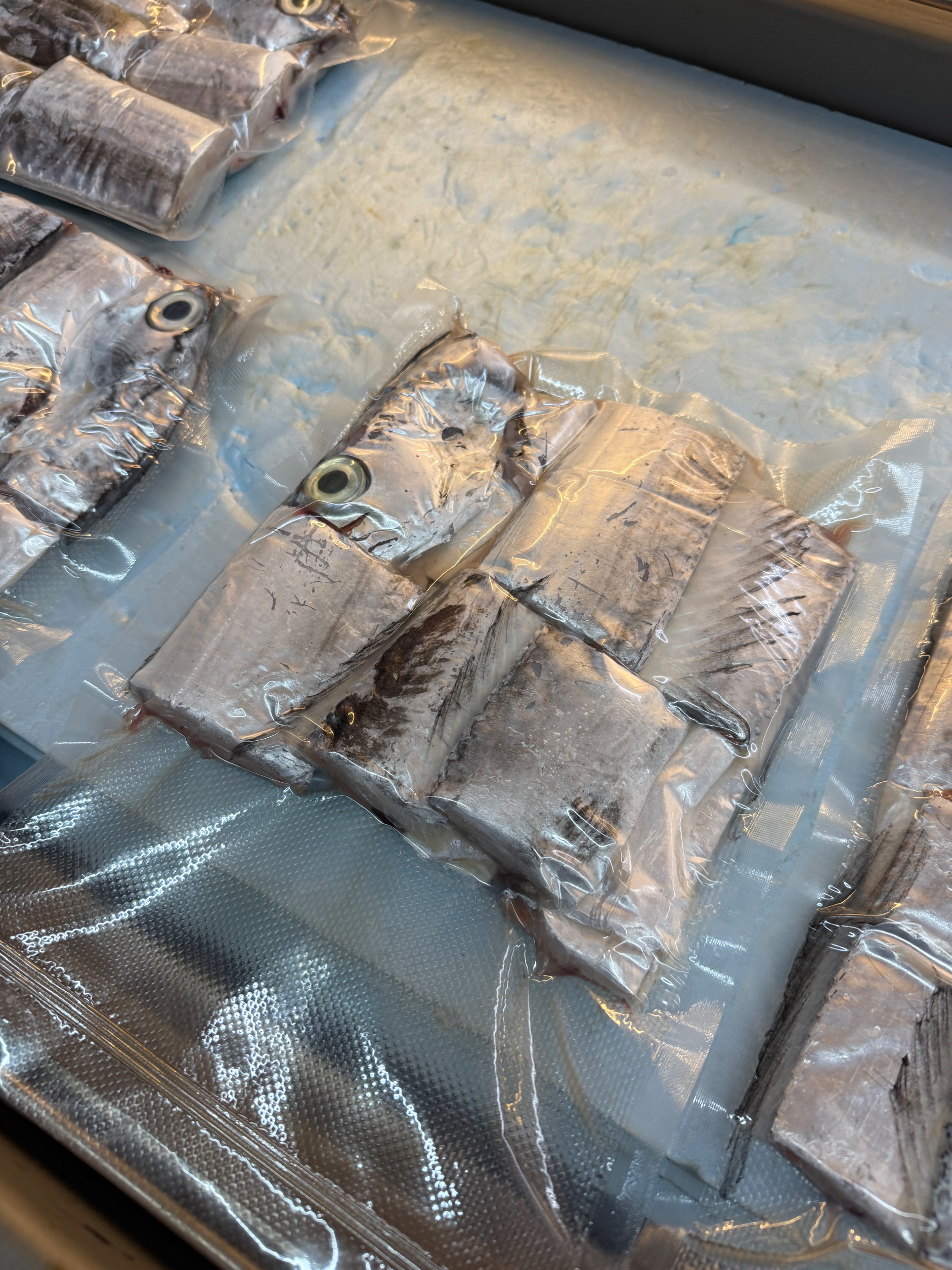 海魚🐠本港白帶魚