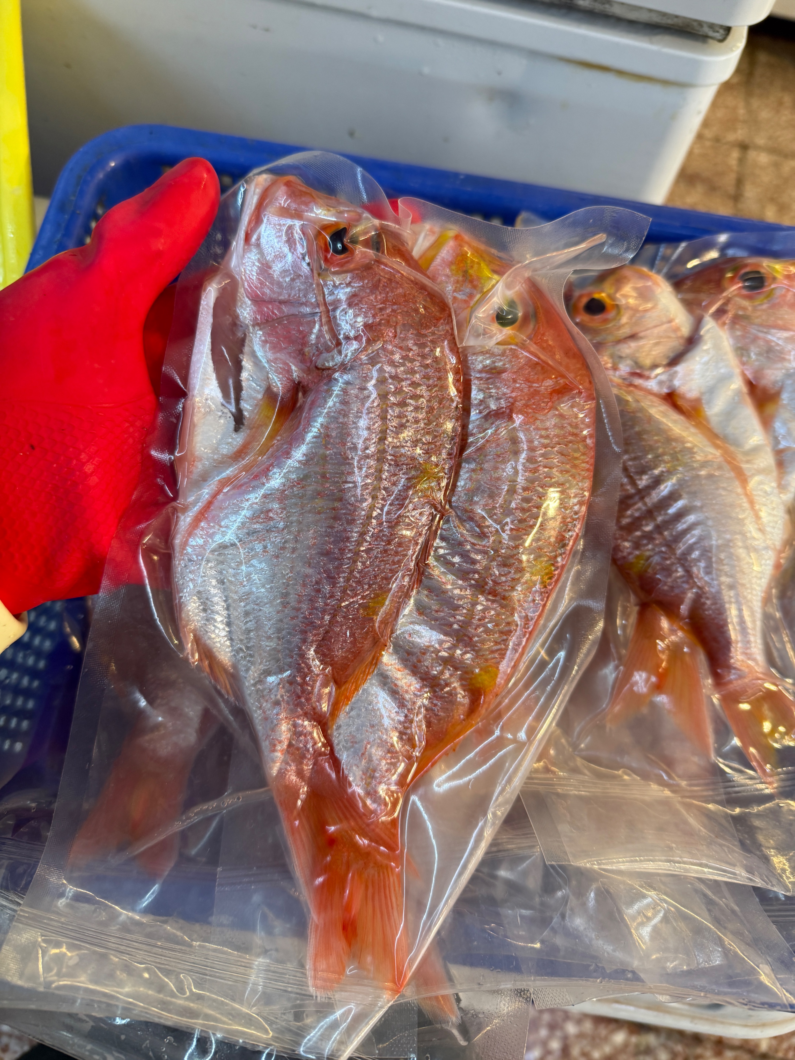 海魚🐠赤宗