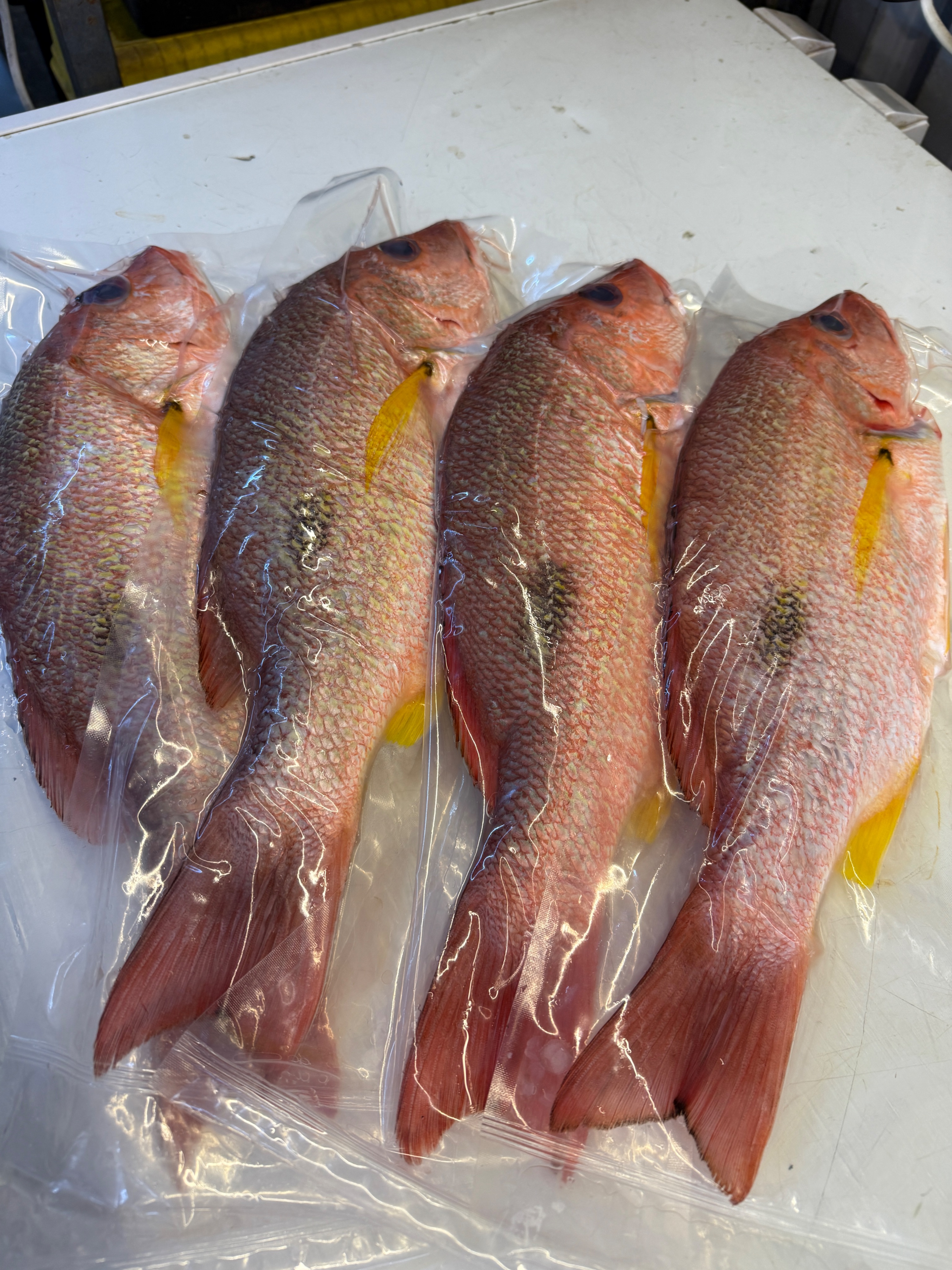 海魚🐠黑點