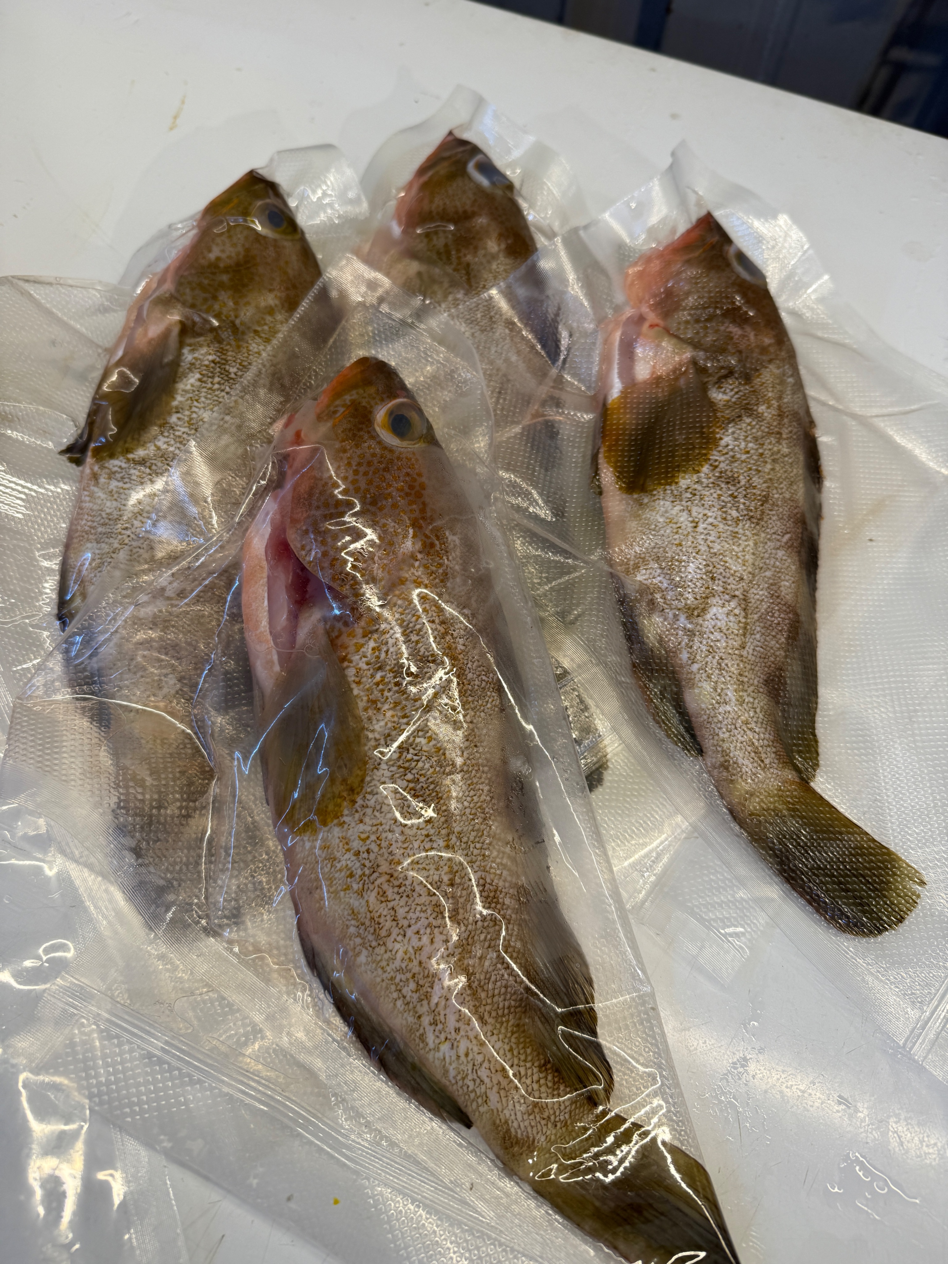 海魚🐠石斑