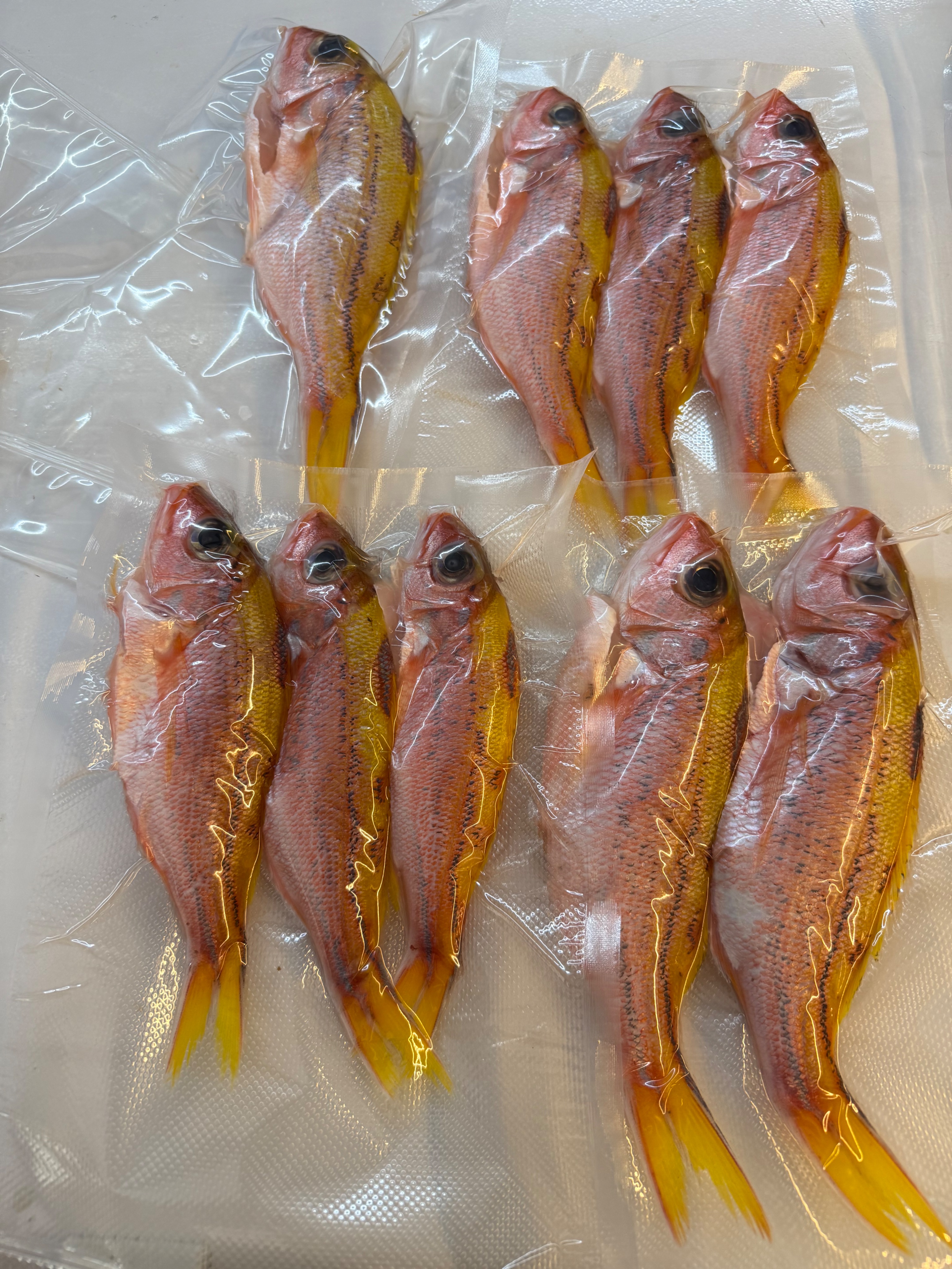 海魚🐠金雞母
