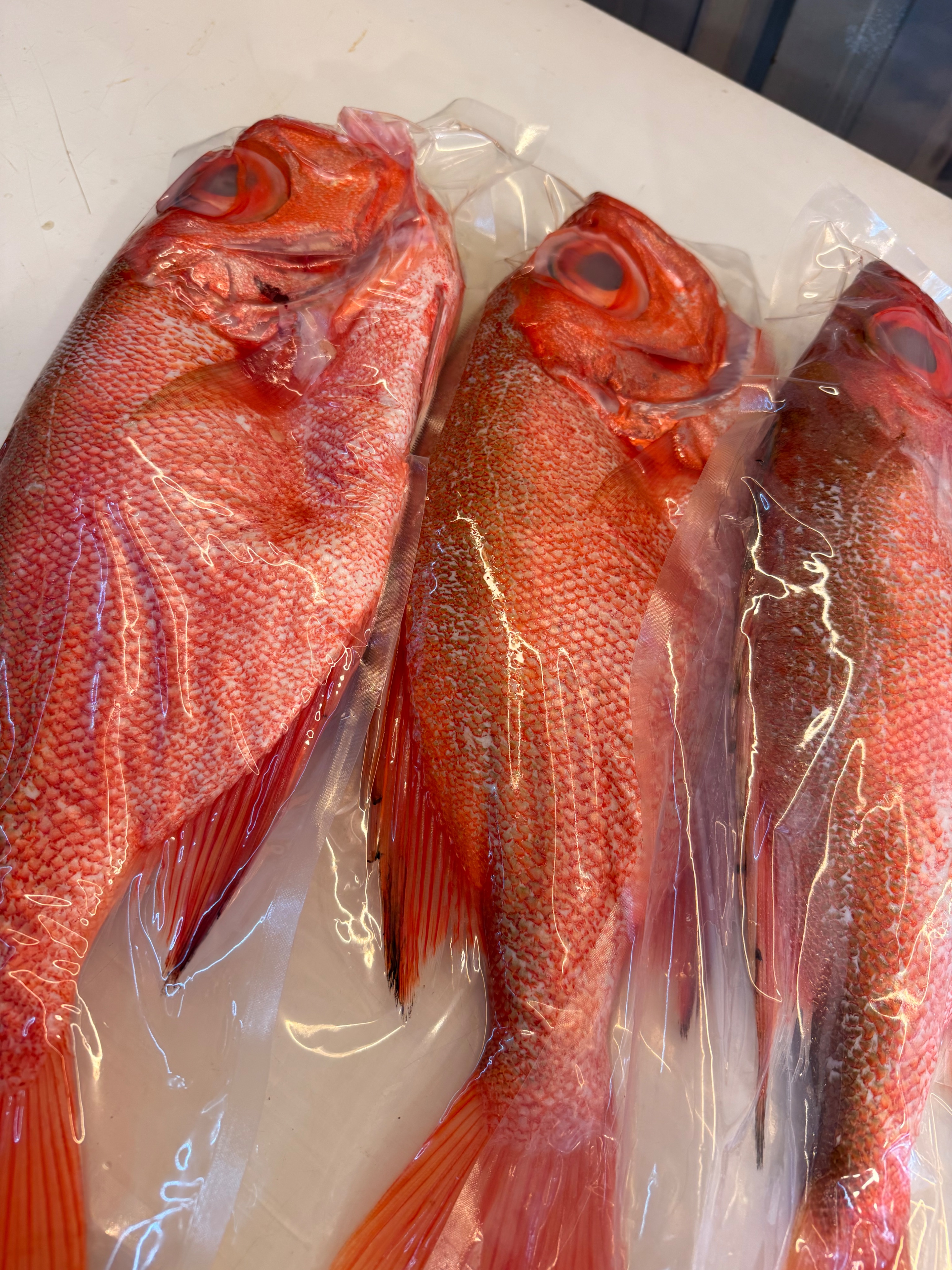 海魚🐠大目連