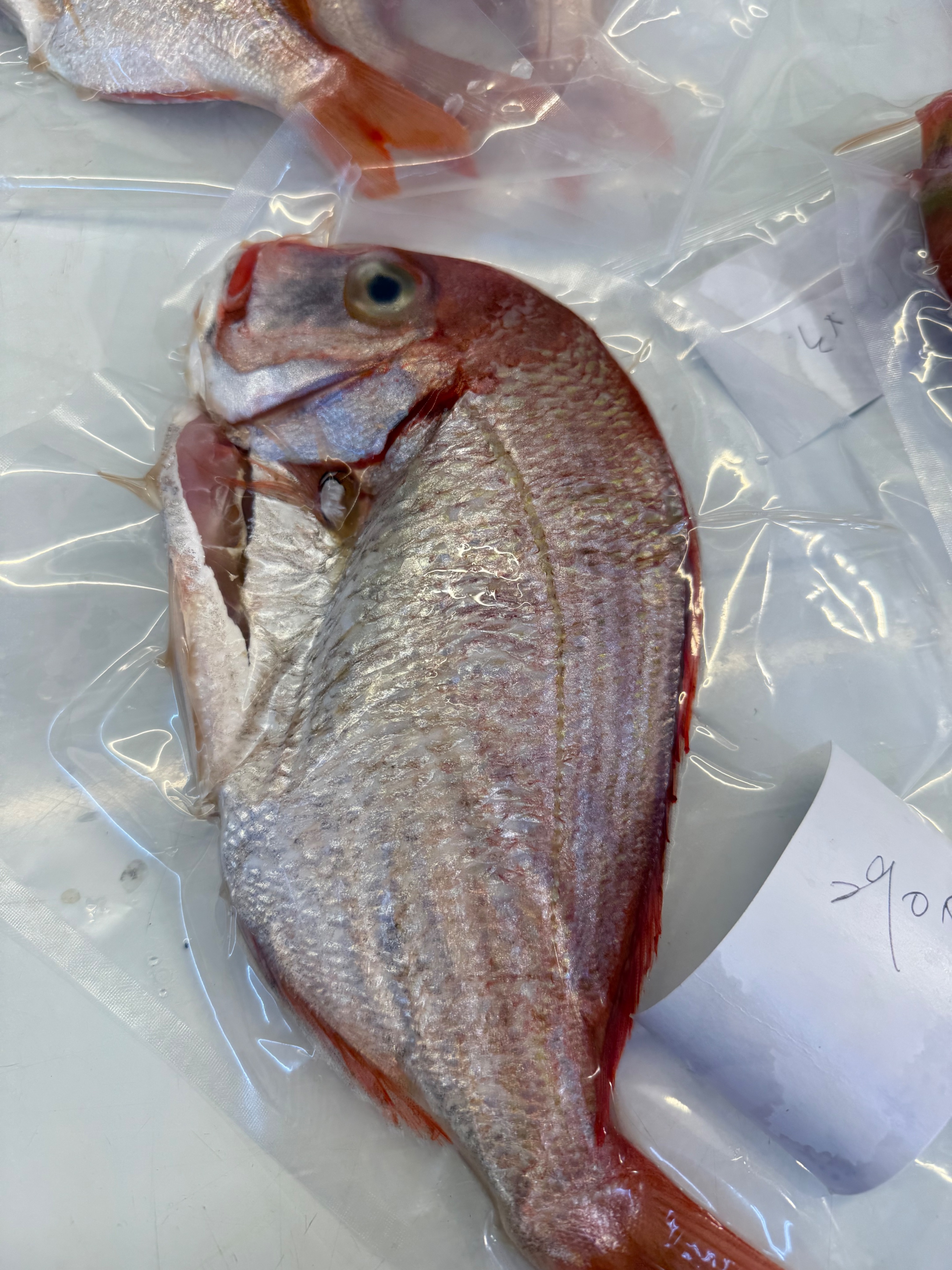 海魚🐠盤仔魚（350/斤）