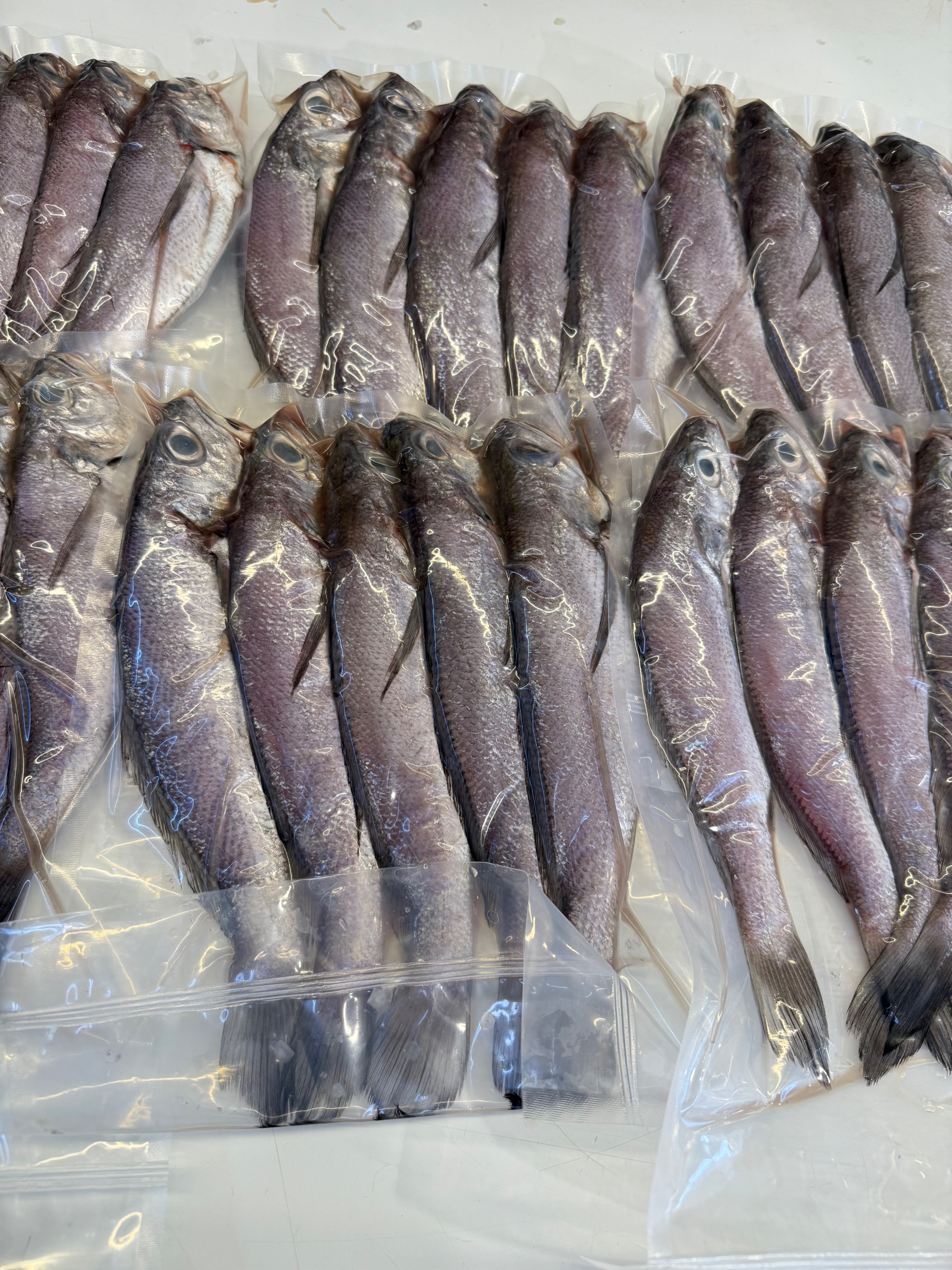 海魚🐠黑喉