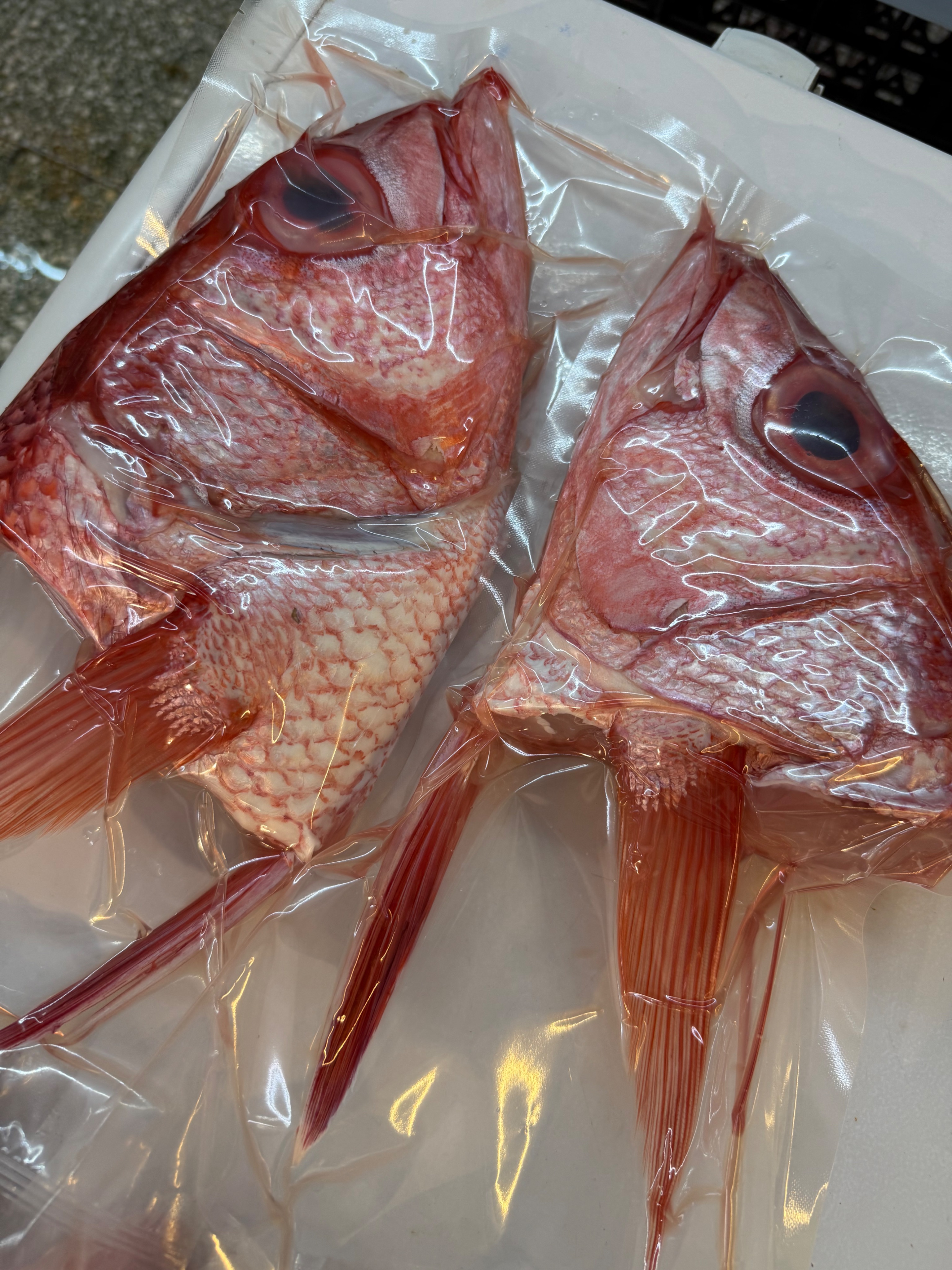 海魚🐠長尾鳥