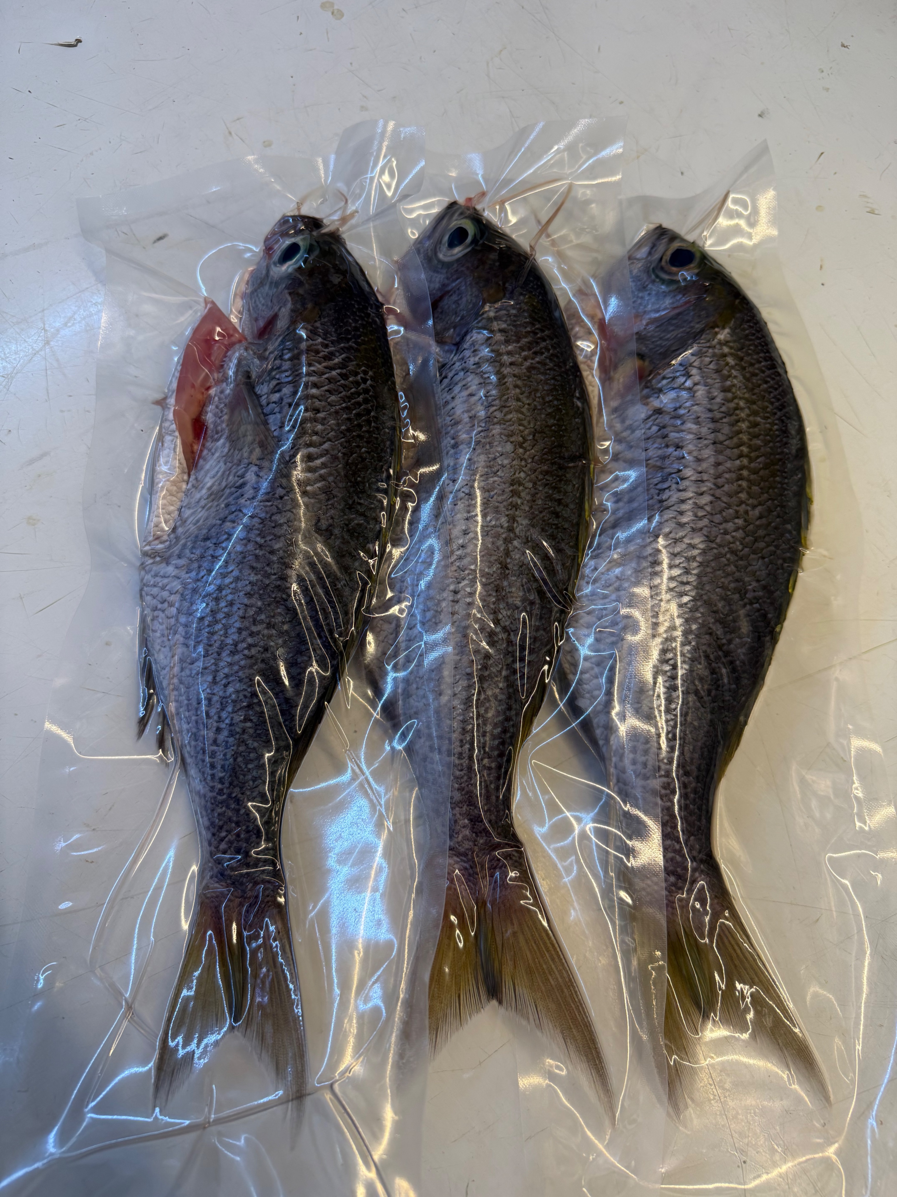 海魚🐠船釣青雞