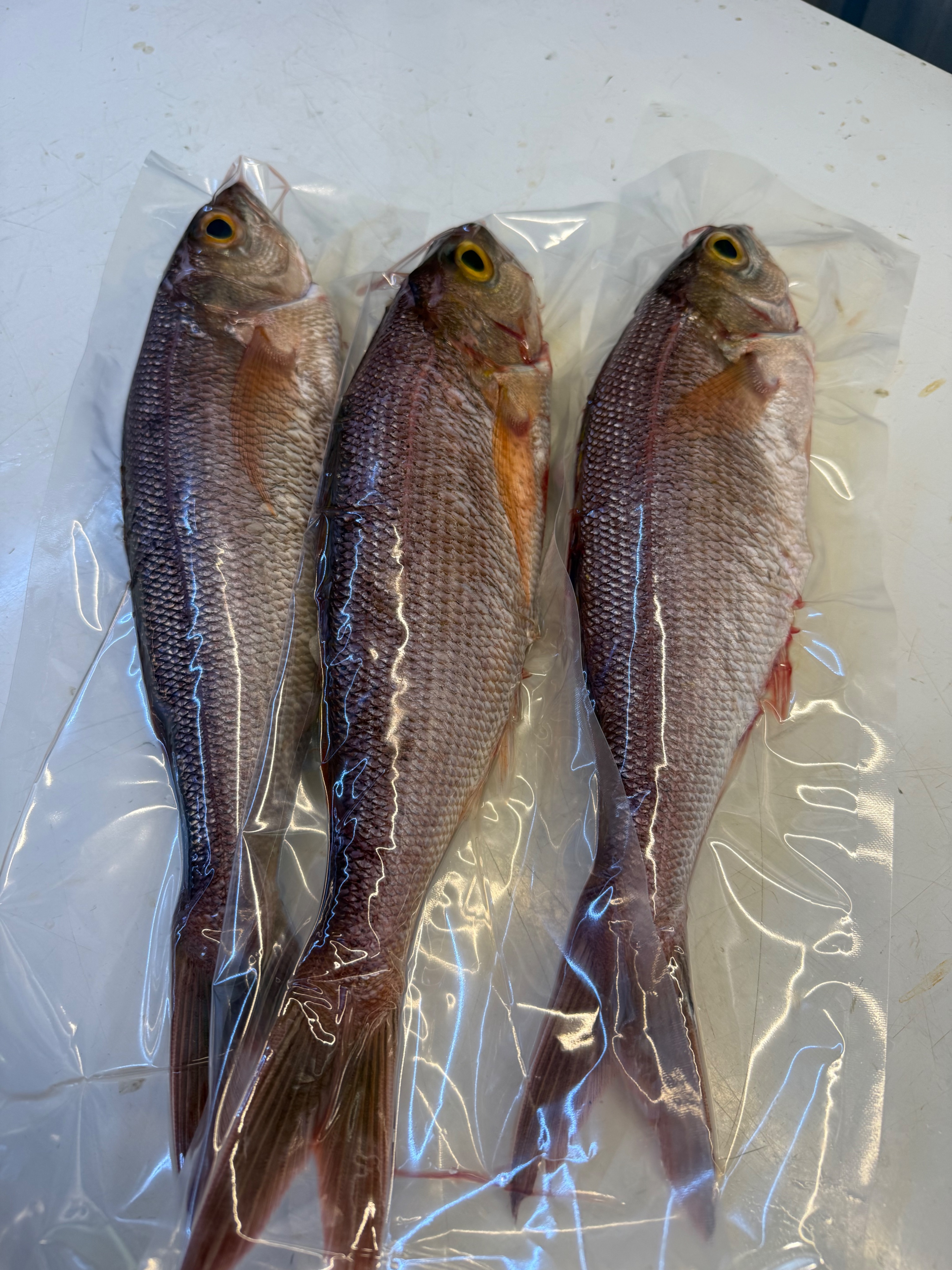 海魚🐠白肉梭