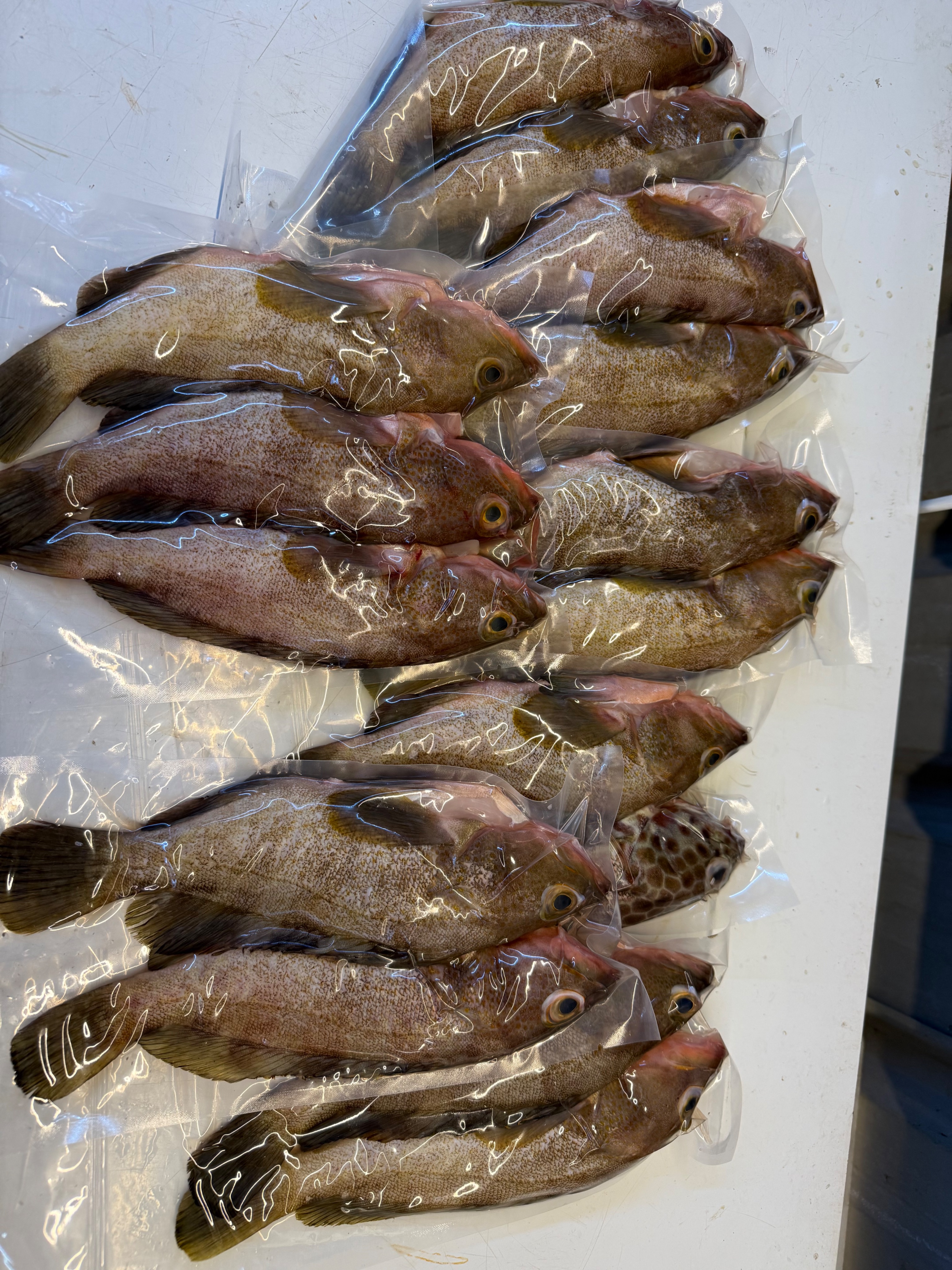 海魚🐠石斑