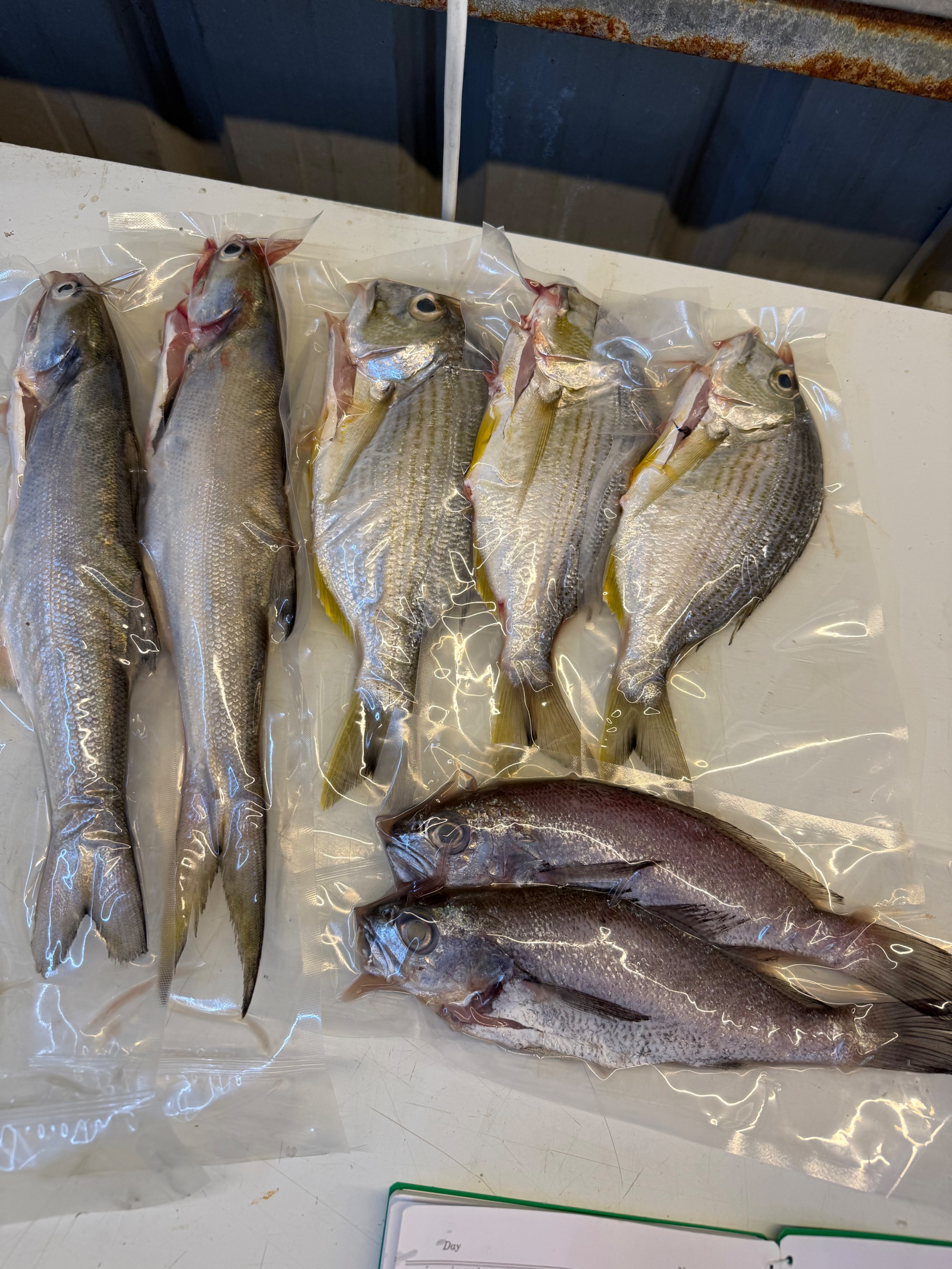 海魚🐠班頭