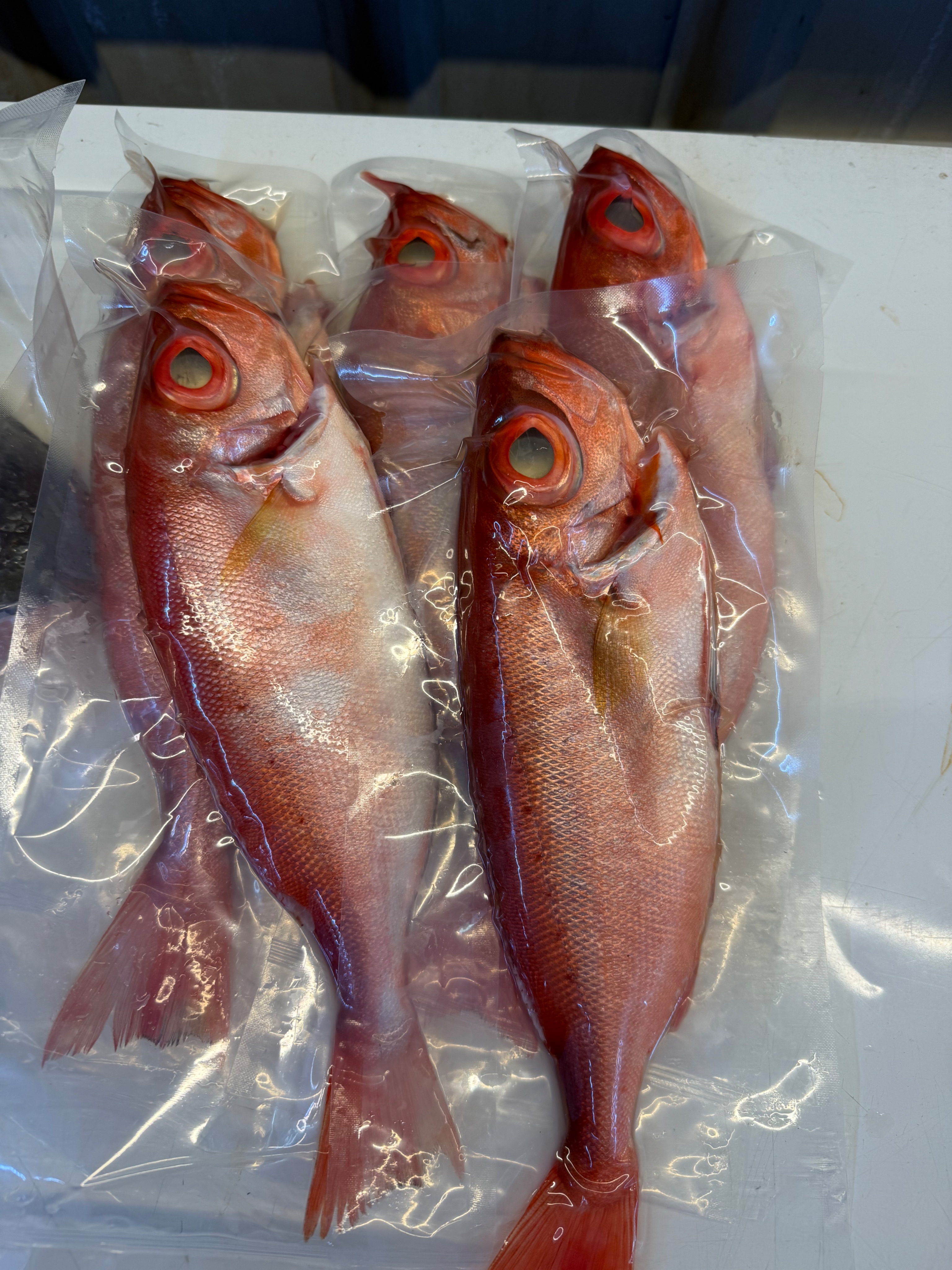 海魚🐠紅目鰱