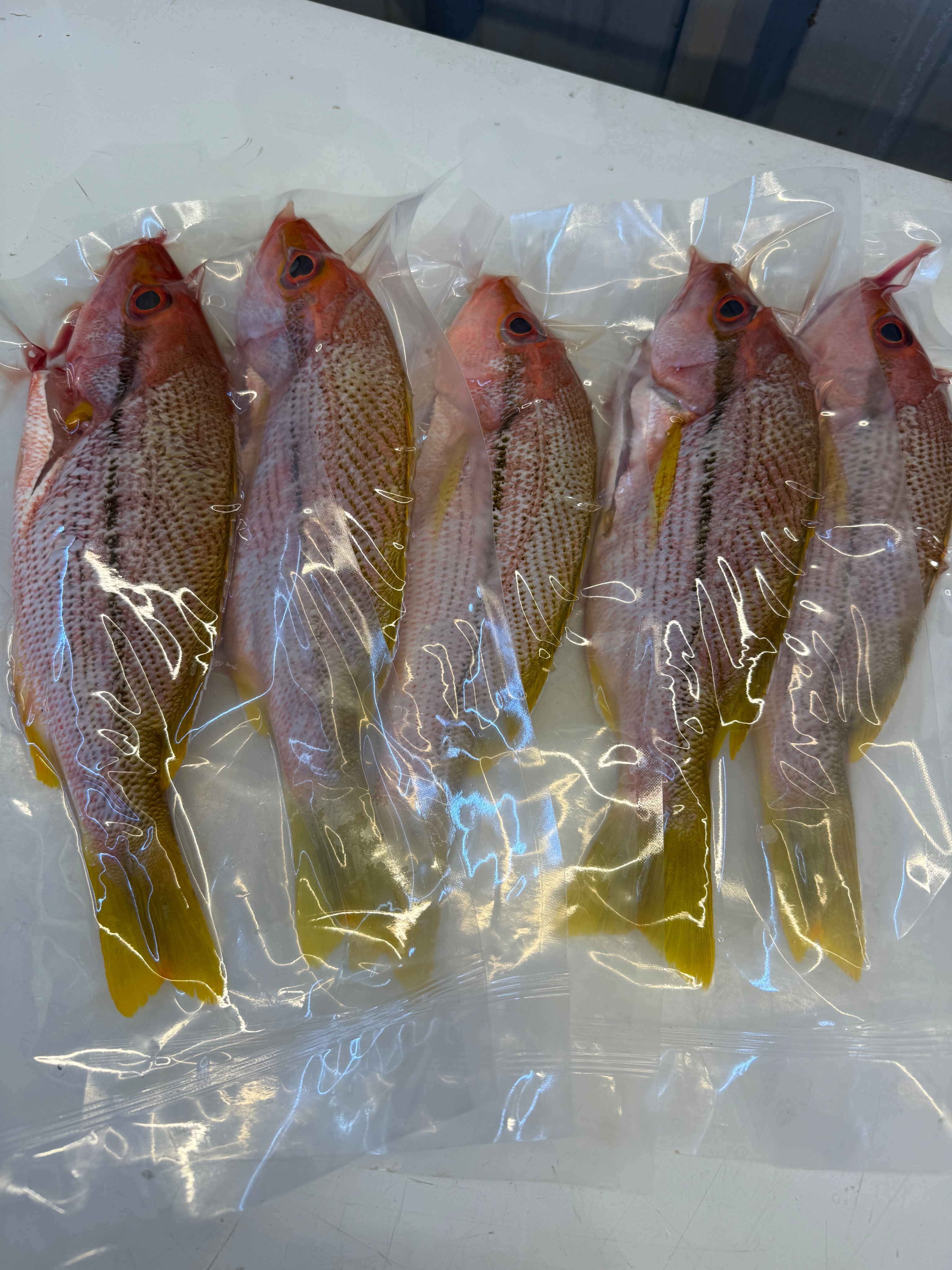 海魚🐠赤筆