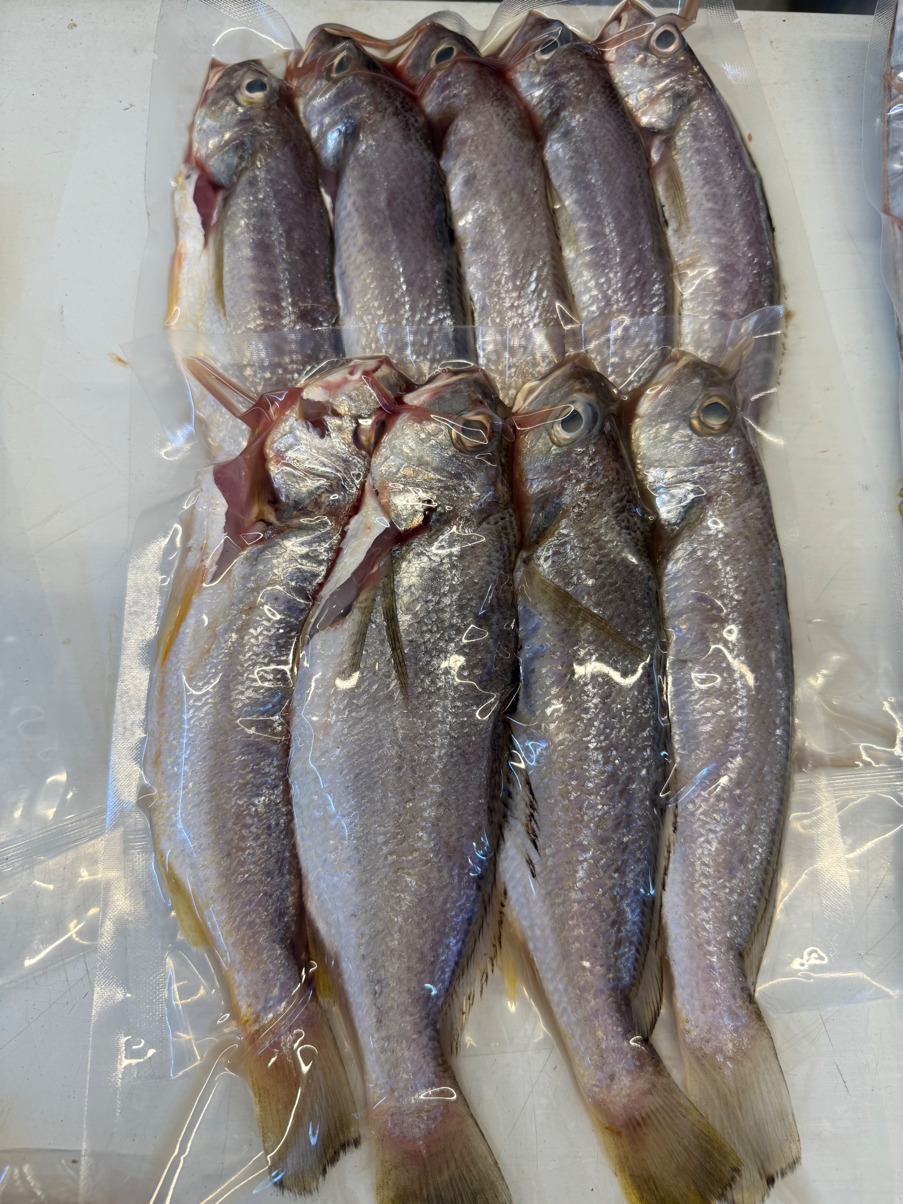 海魚🐠春子