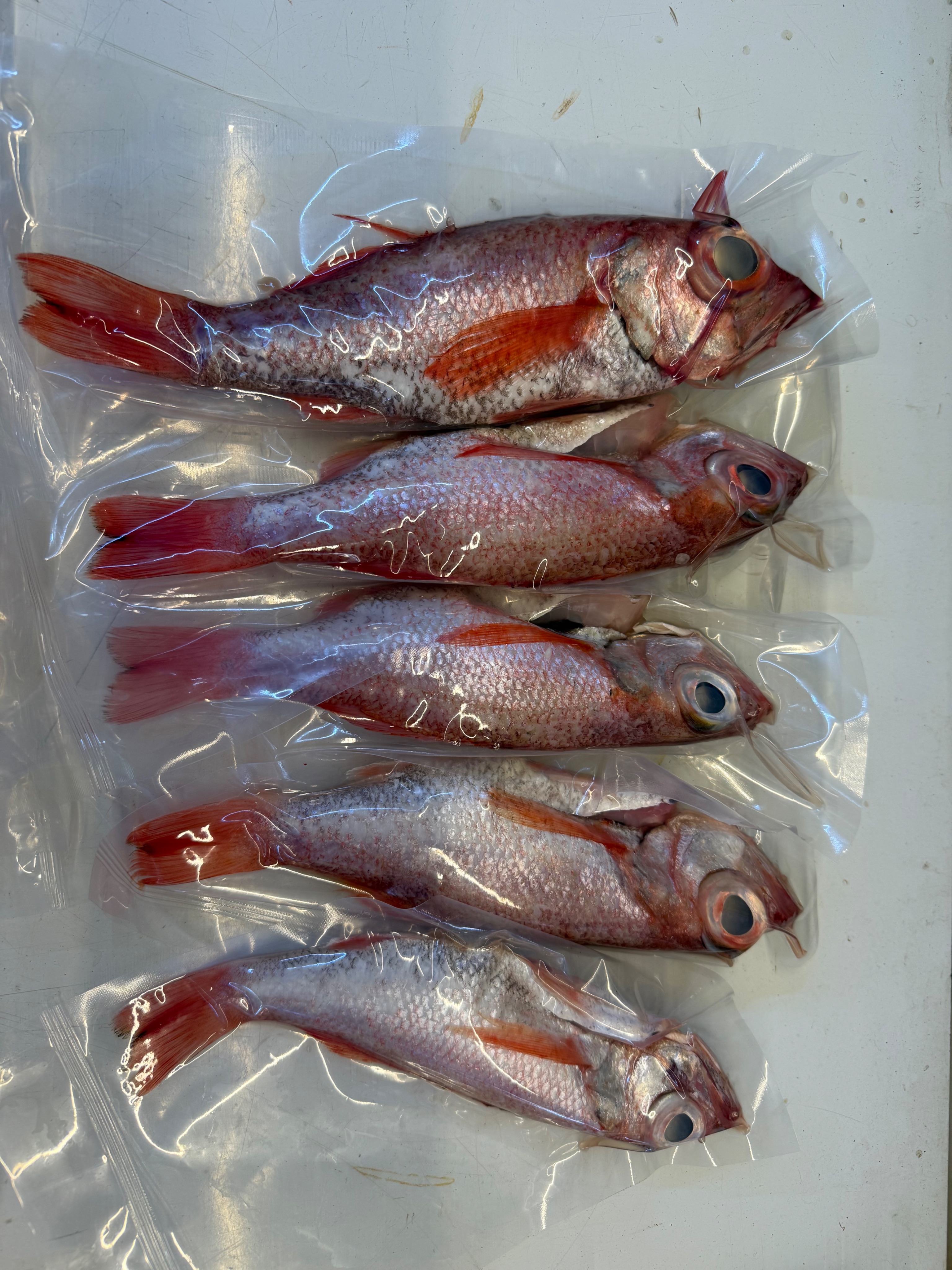 海魚🐠紅喉