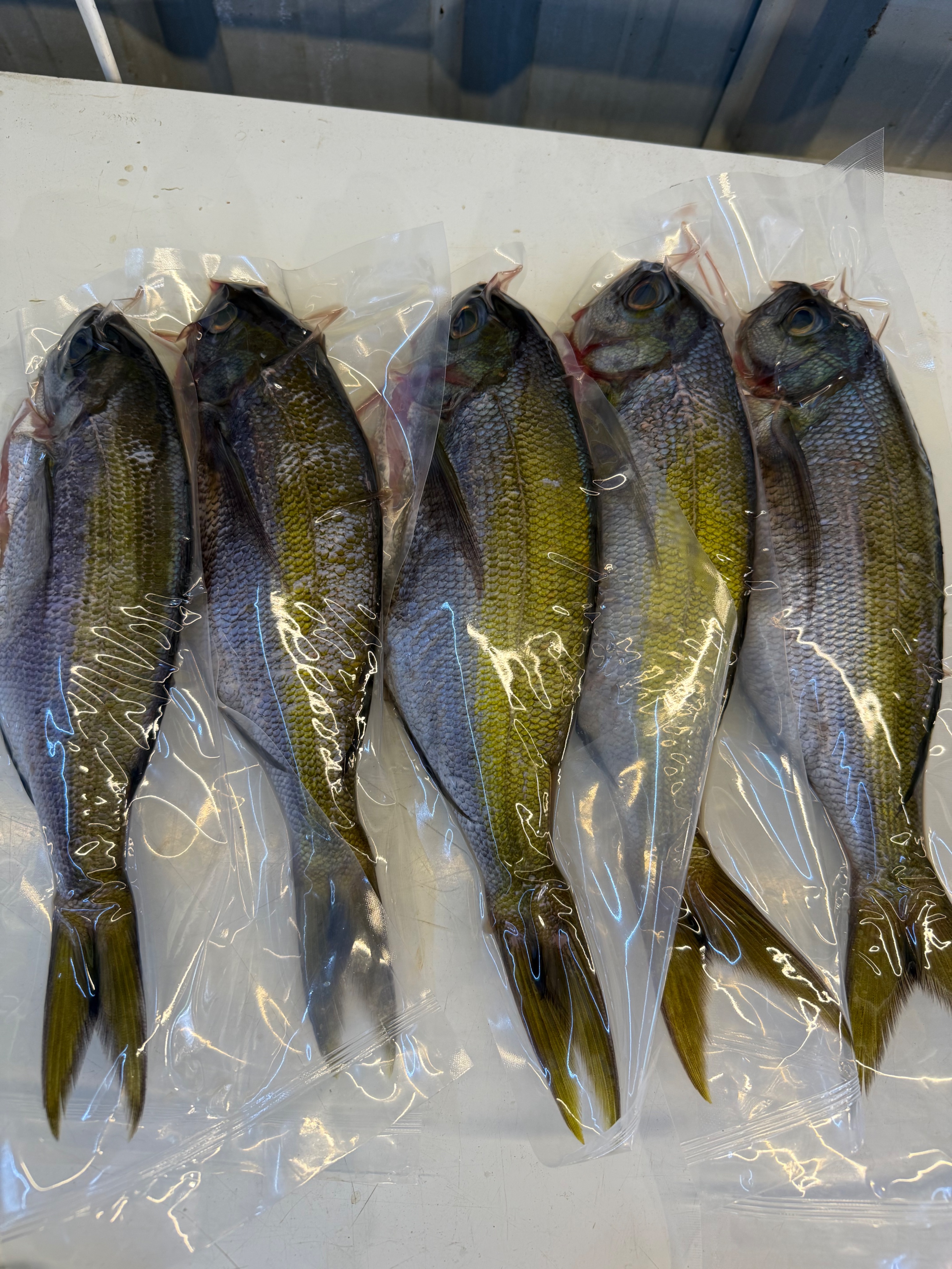 海魚🐠包公雞。
