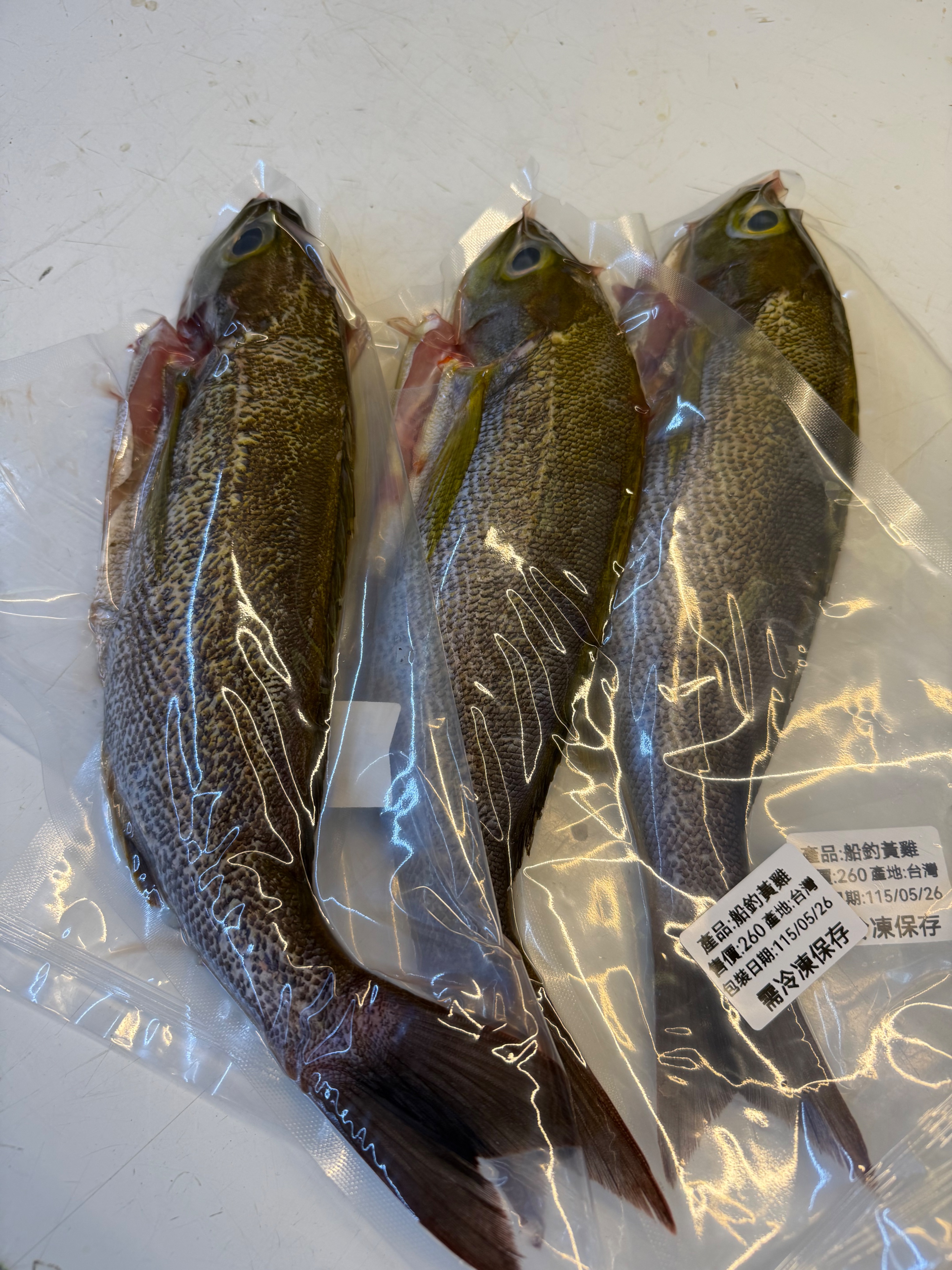 海魚🐠黃雞