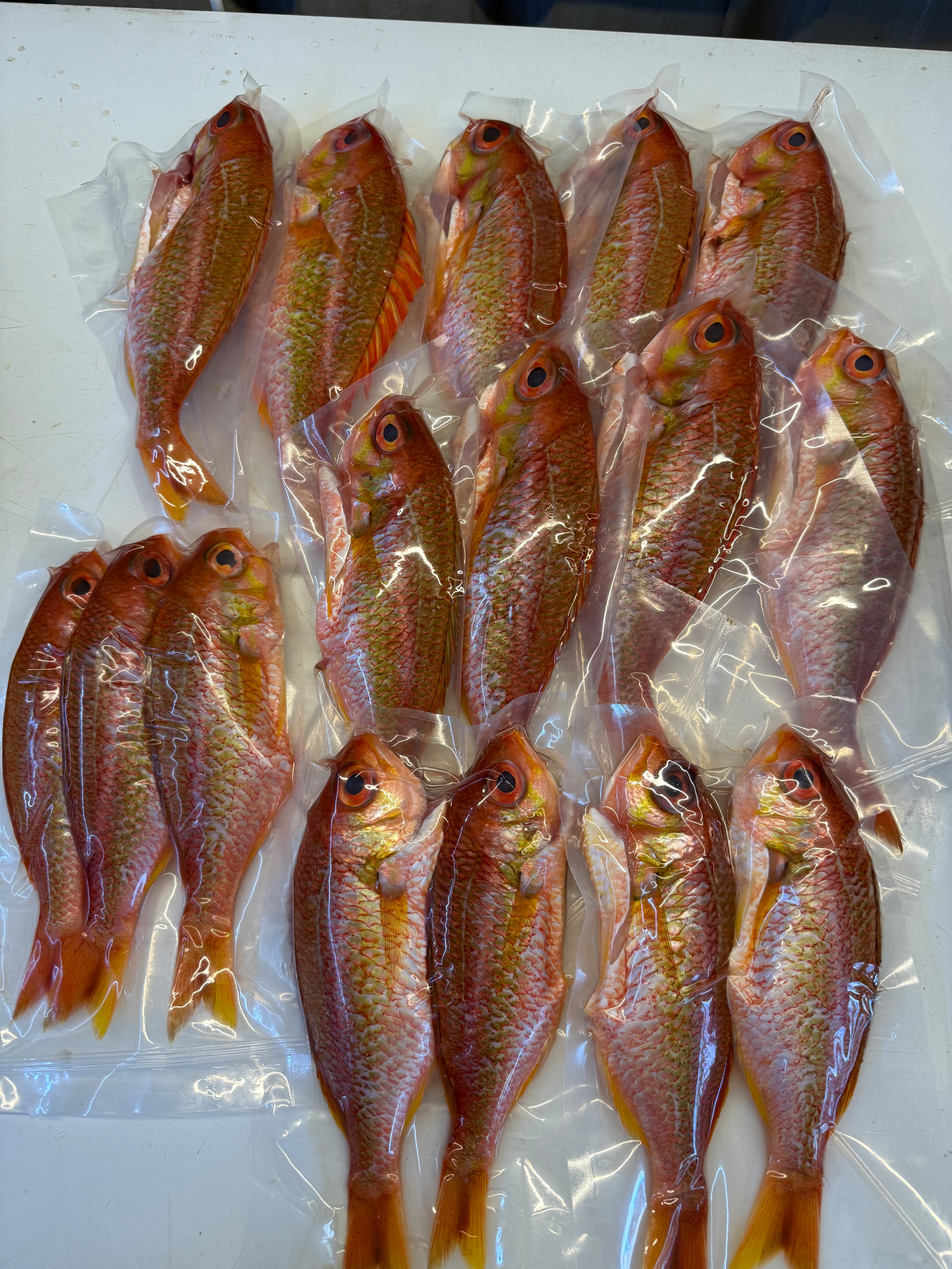 海魚🐠海鯽魚