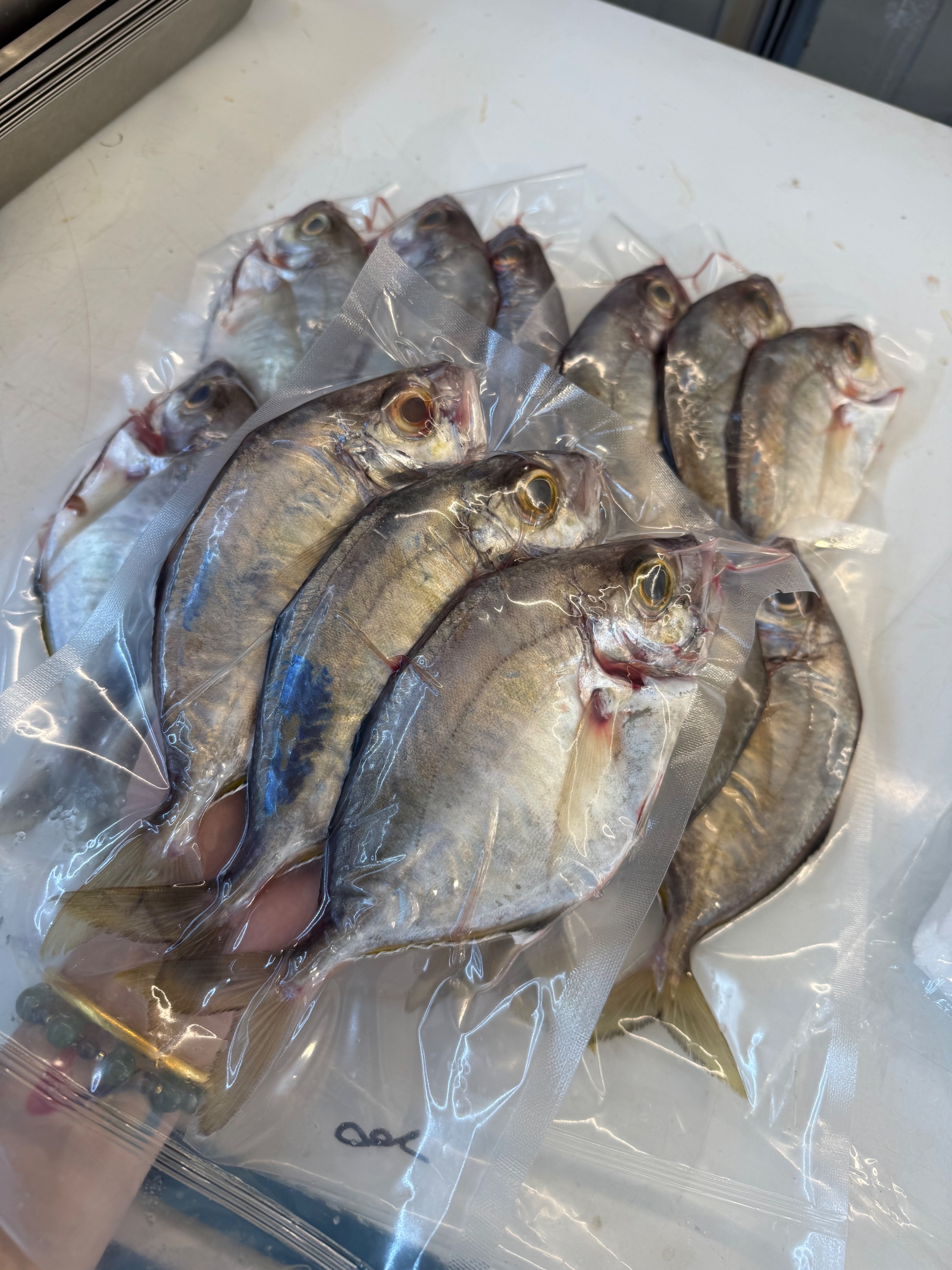 海魚🐠甘仔魚