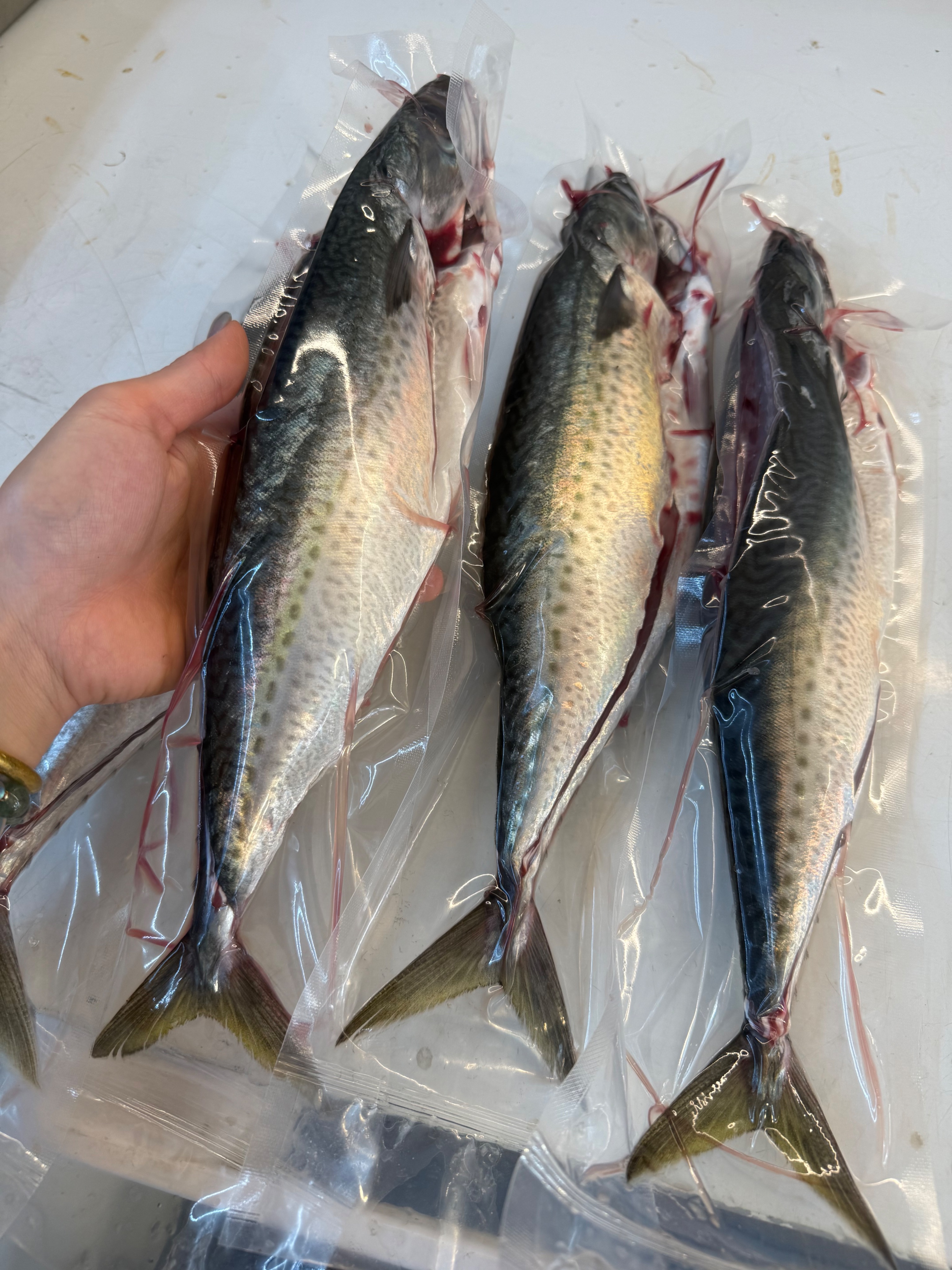 海魚🐠船釣鯖魚（剖半）