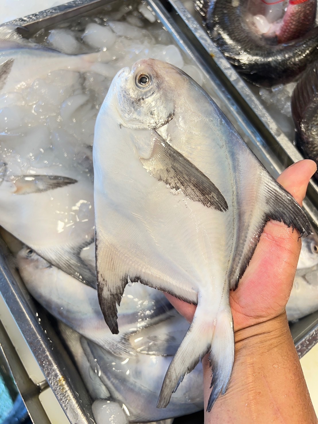 海魚🐠白鯧