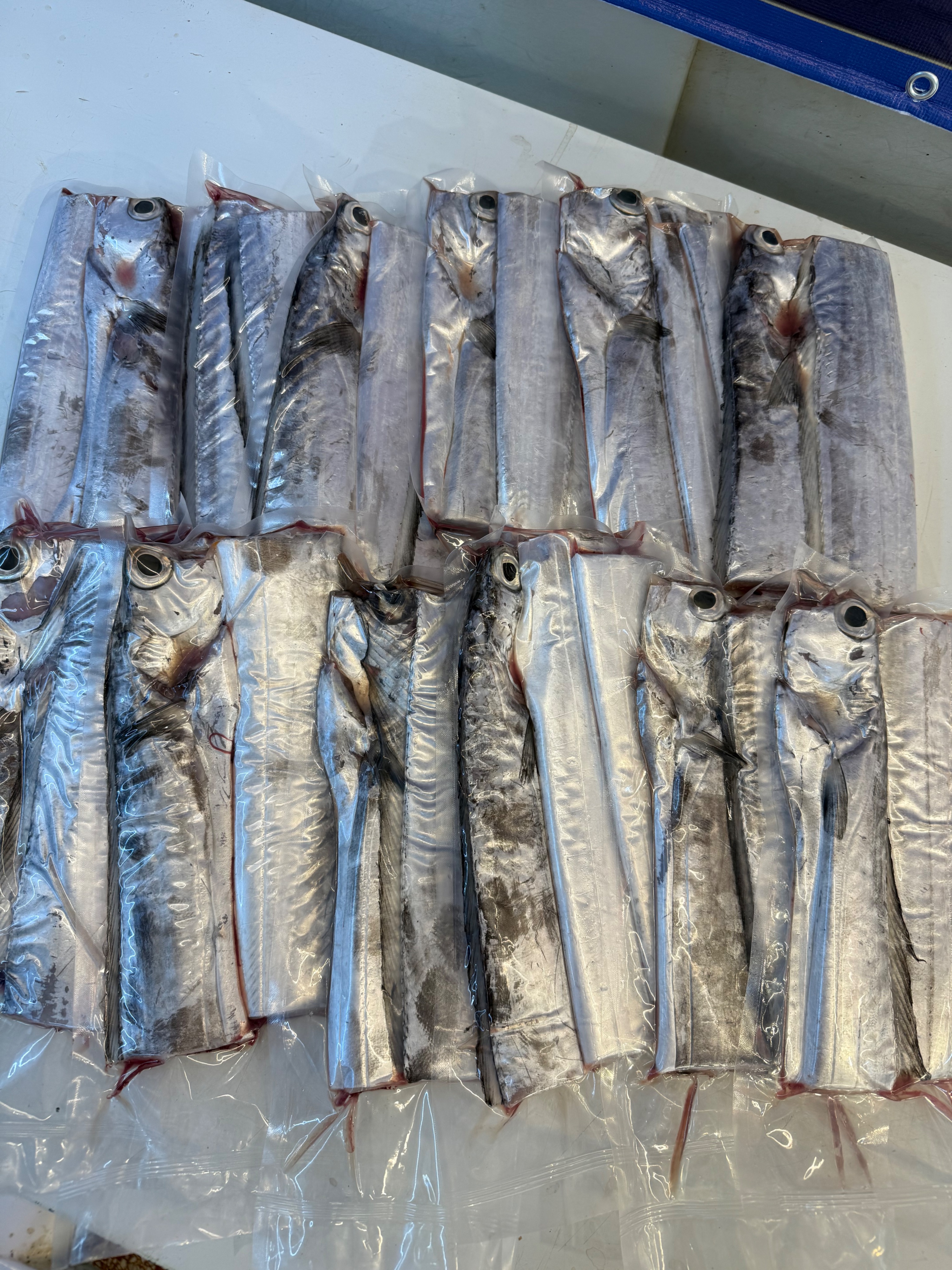 海魚🐠船釣白帶魚