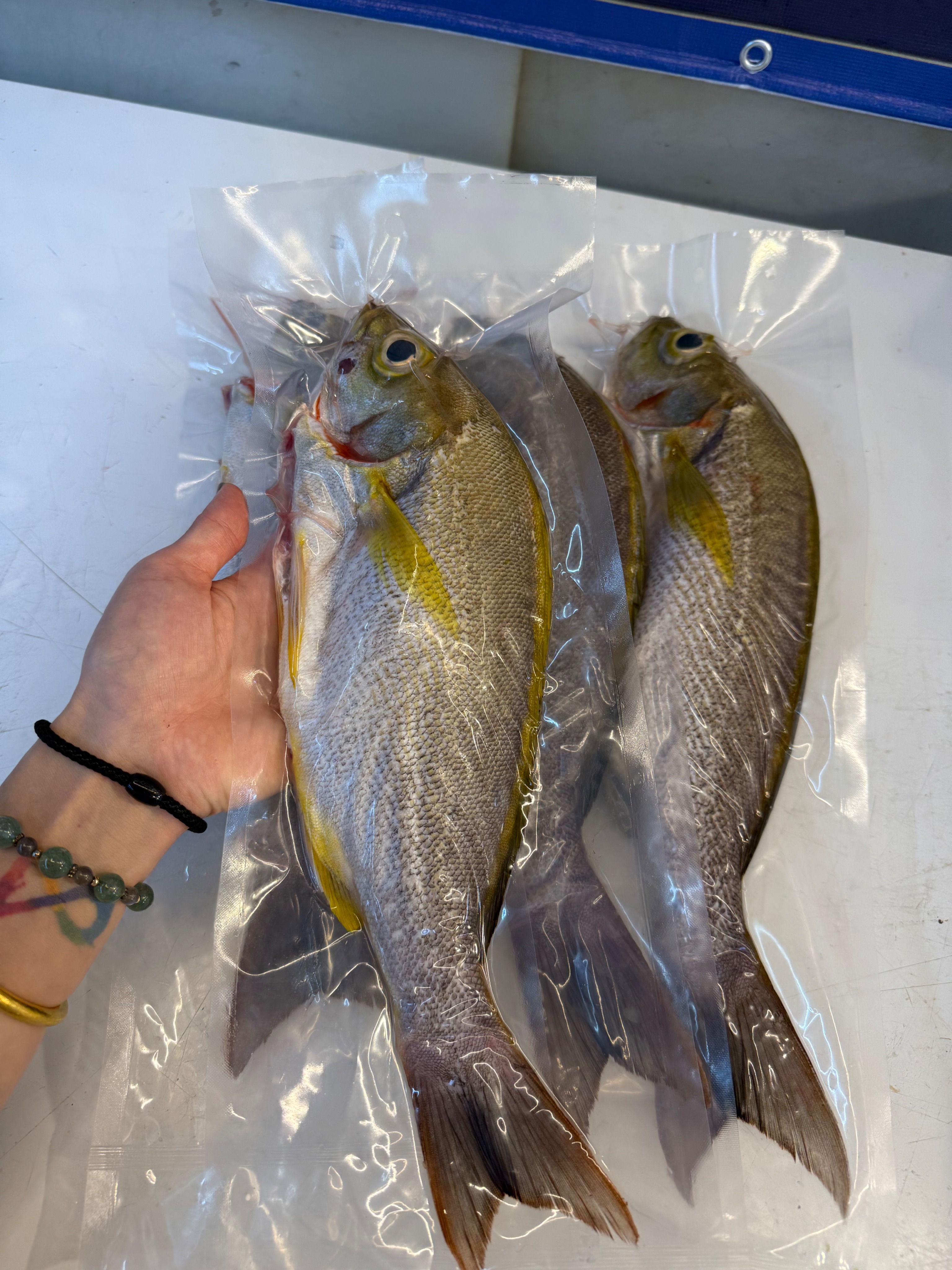海魚🐠船釣黃雞