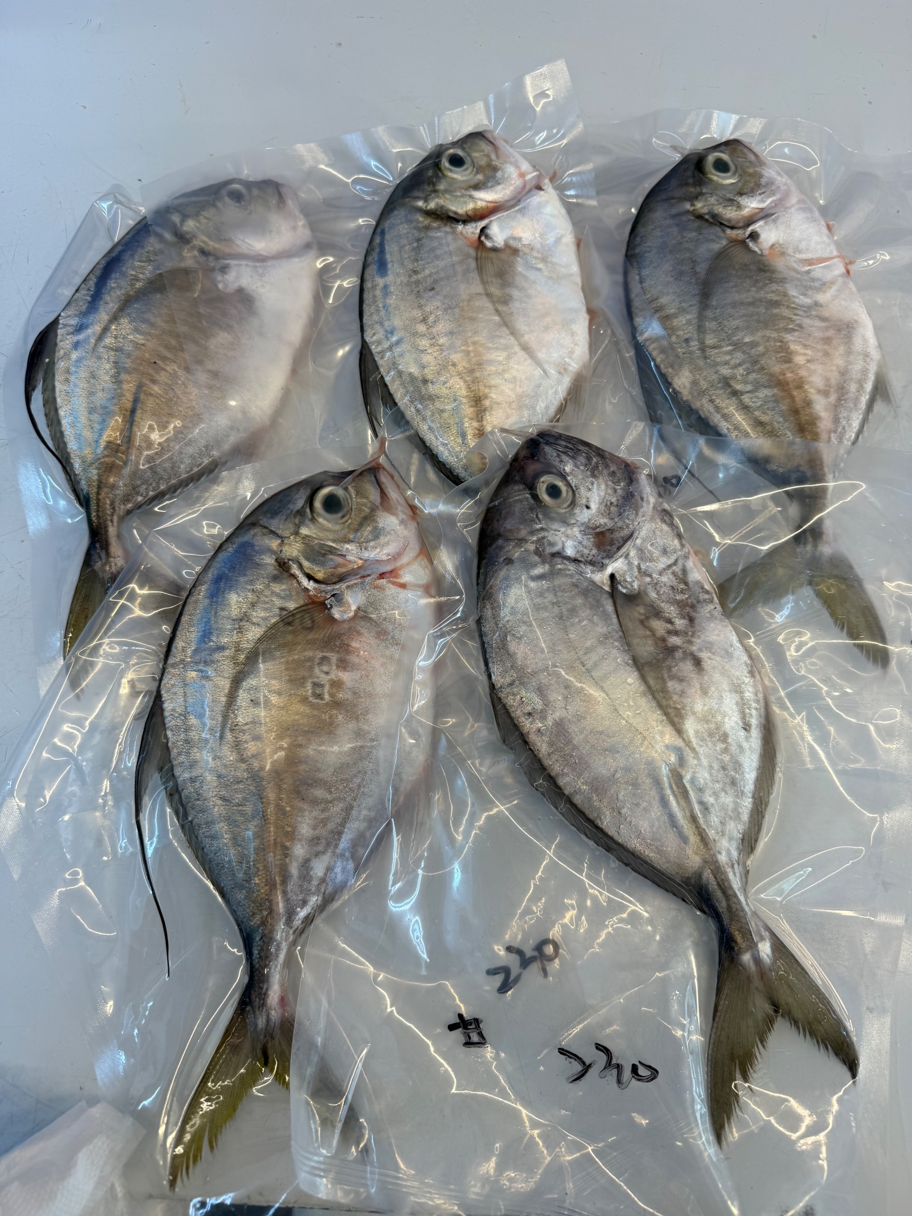 海魚🐠銅鏡魚/黑甘