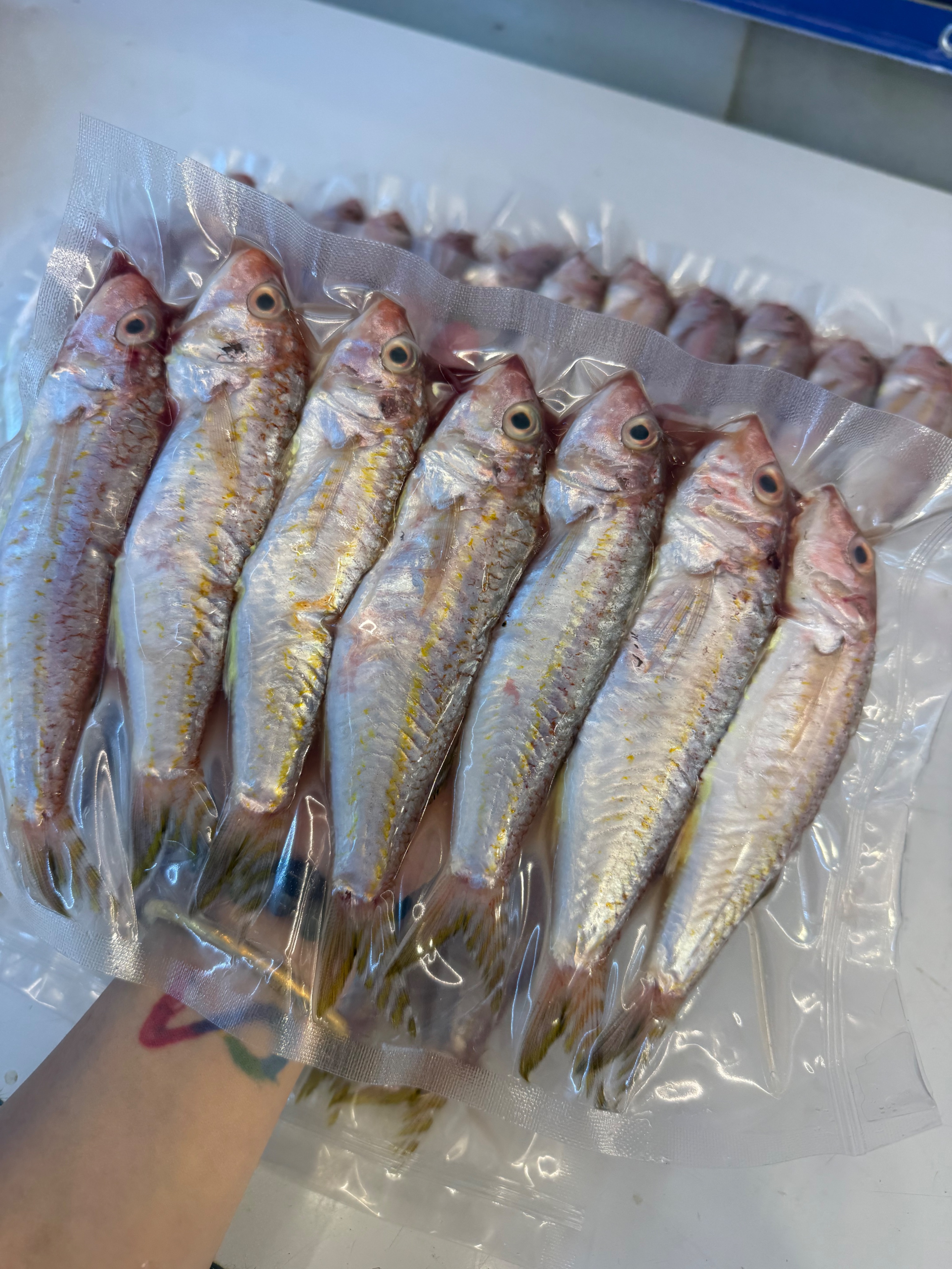 海魚🐠紅姑鯉