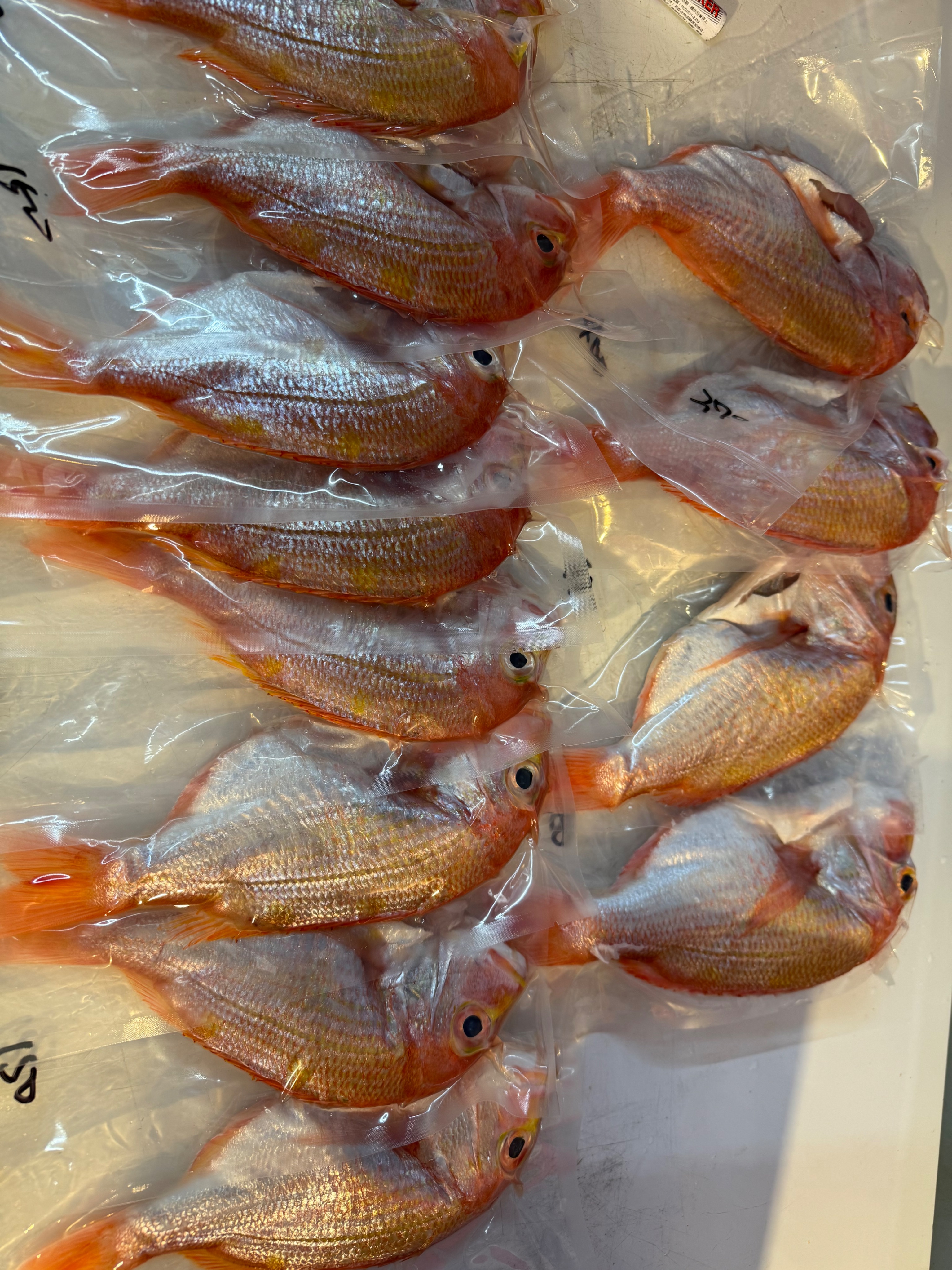 海魚🐠赤宗