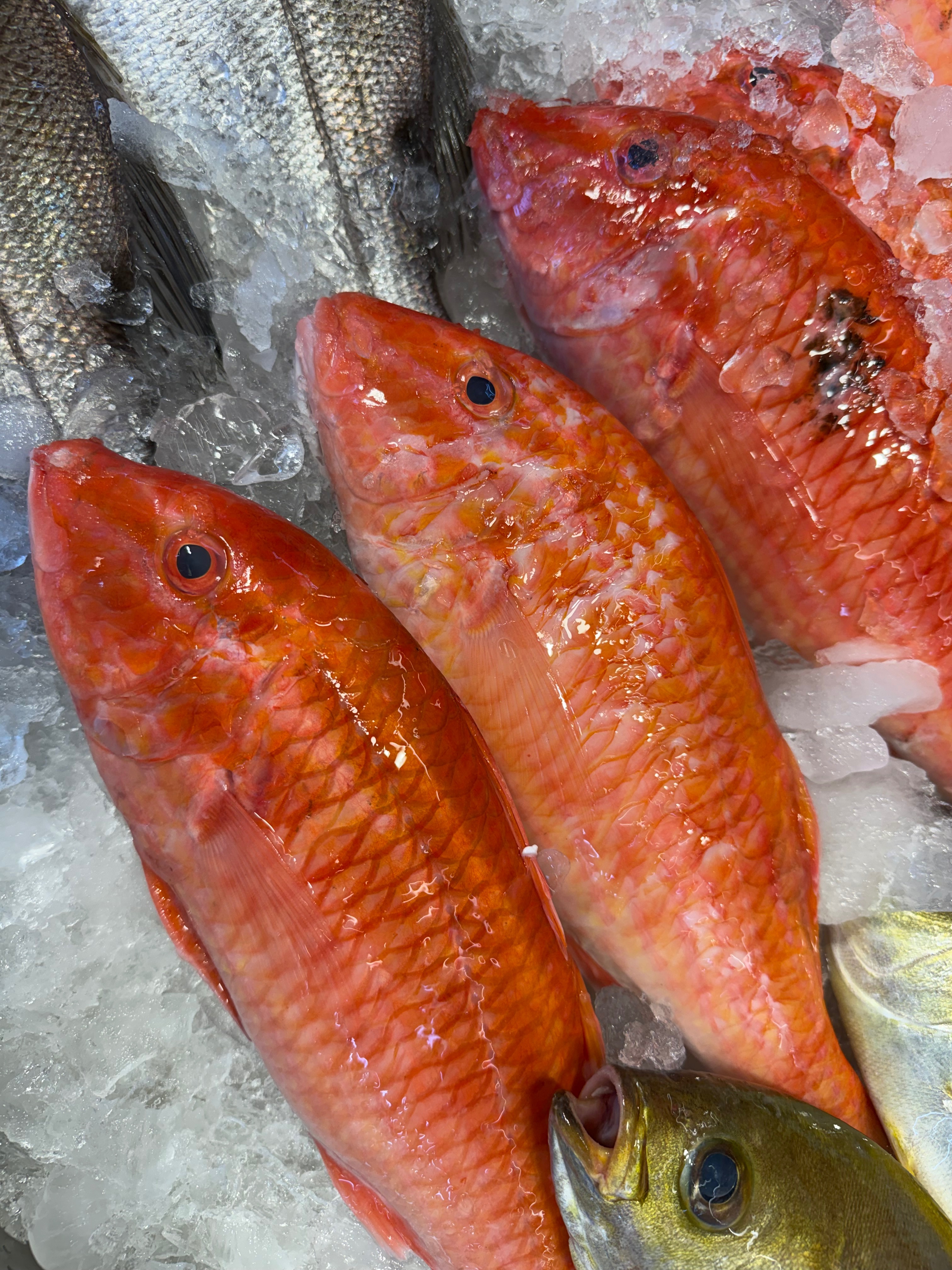 海魚🐠 船釣秋姑