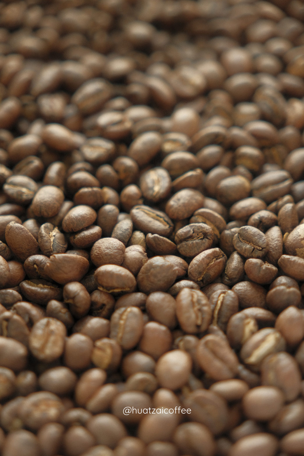 ＼深烘焙/ -印尼 蘇門答臘亞齊 鑽石黃金曼特寧-20目（傳統濕刨法/半水洗）