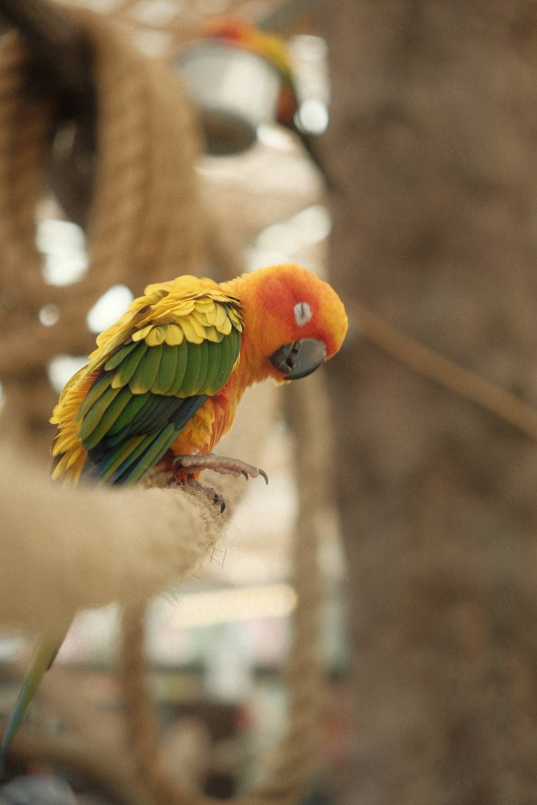 ＼NEW/ - 哥斯大黎加 卡內特莊園 音樂家系列 巴哈 葡萄蜜處理