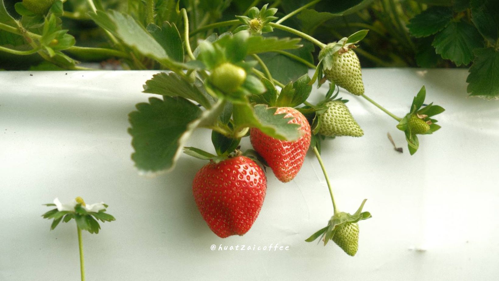 哥倫比亞 瑪格麗特 荔枝玉荷包 雙重厭氧蜜處理