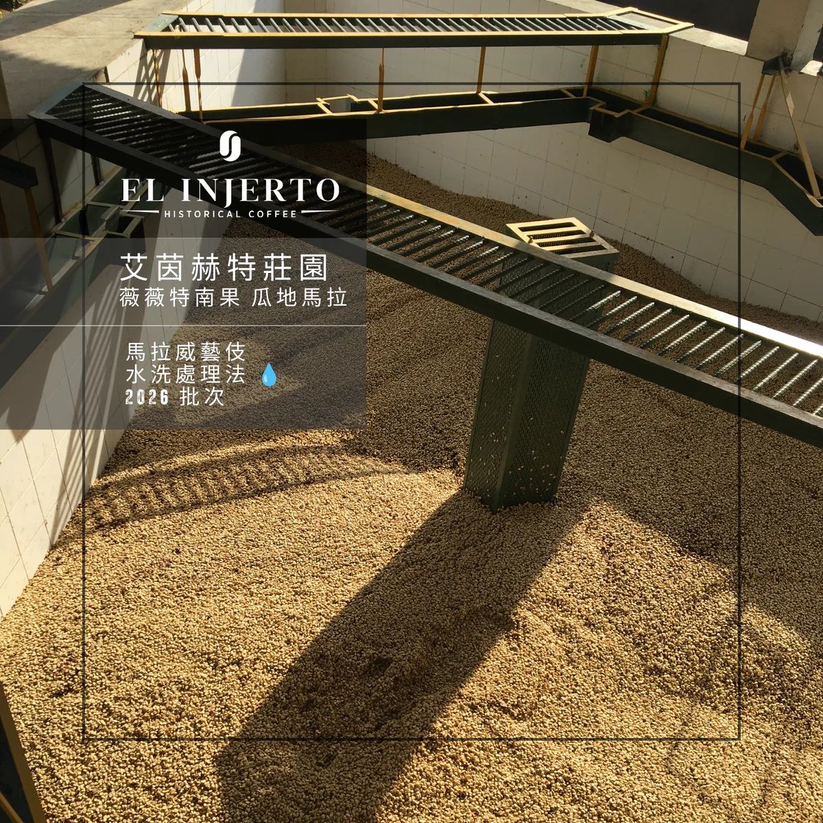 ＼NEW/ -瓜地馬拉 - 艾茵赫特莊園 El Injerto Farm - 薇薇特南果・馬拉威藝伎・水洗處理法