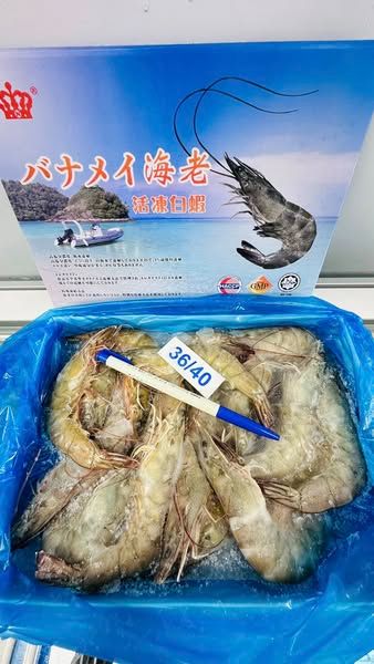 馬來西亞 活凍白蝦