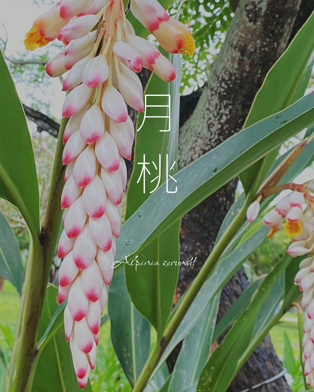 天然草本手作合香【塔香 山月沁桃】療癒系  安定沉靜 靜坐冥想
