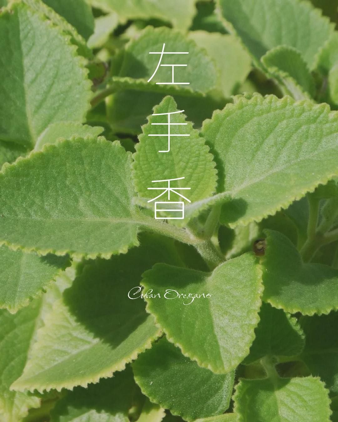 植物左手香 手作合香【塔香 到手清香】療癒系  空間清新 修復