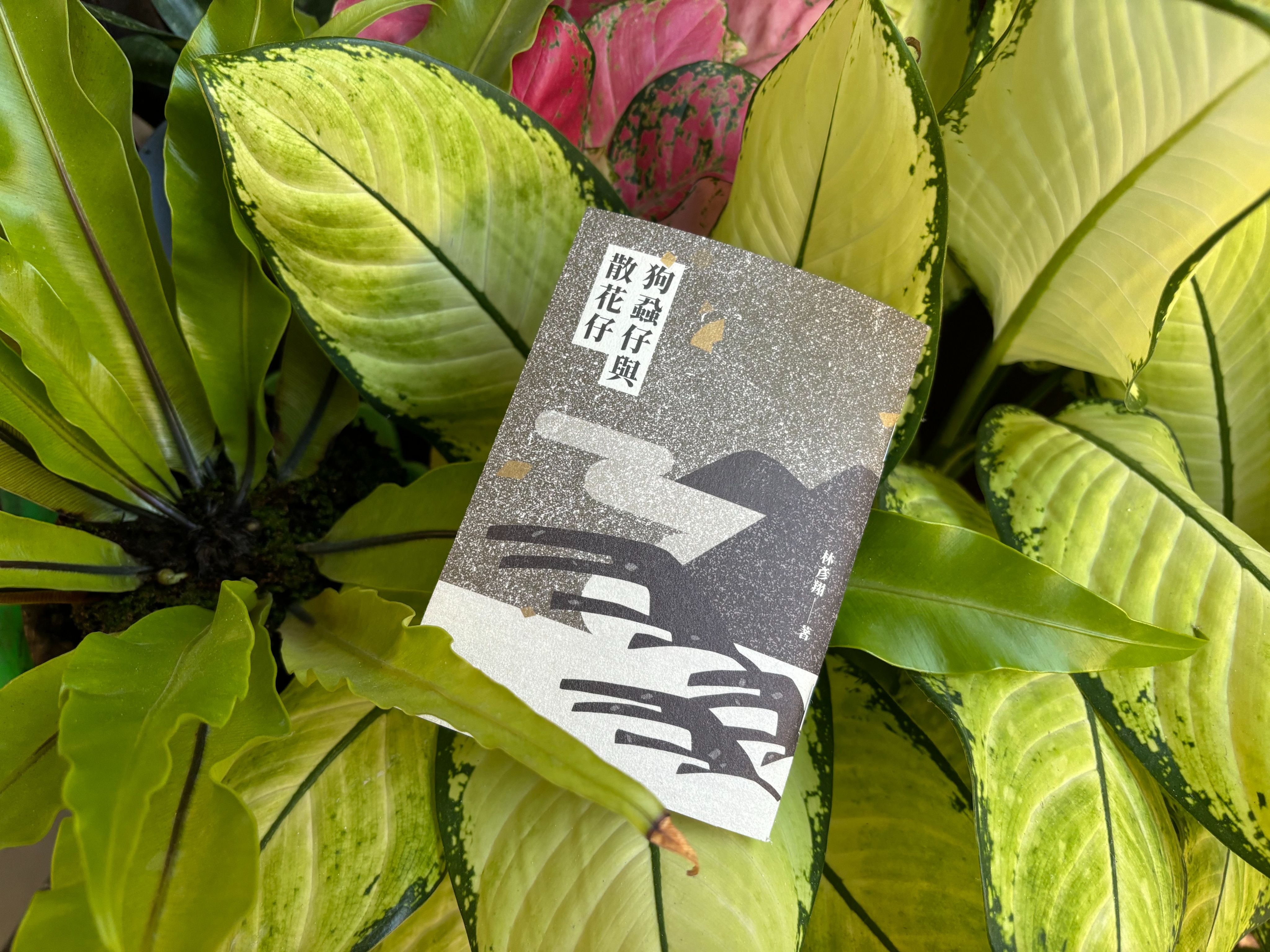 狗蝨仔與散花仔