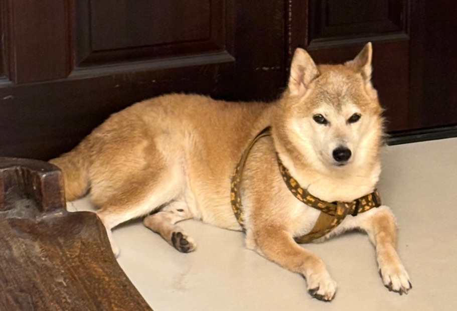 柴代購商品總覽