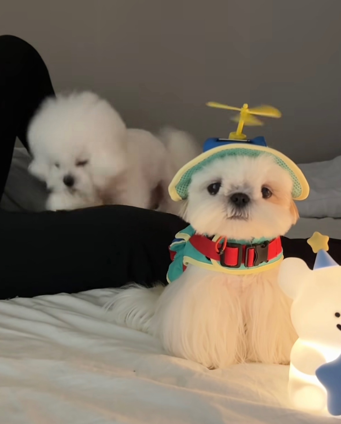 （預購） 哈哈帽