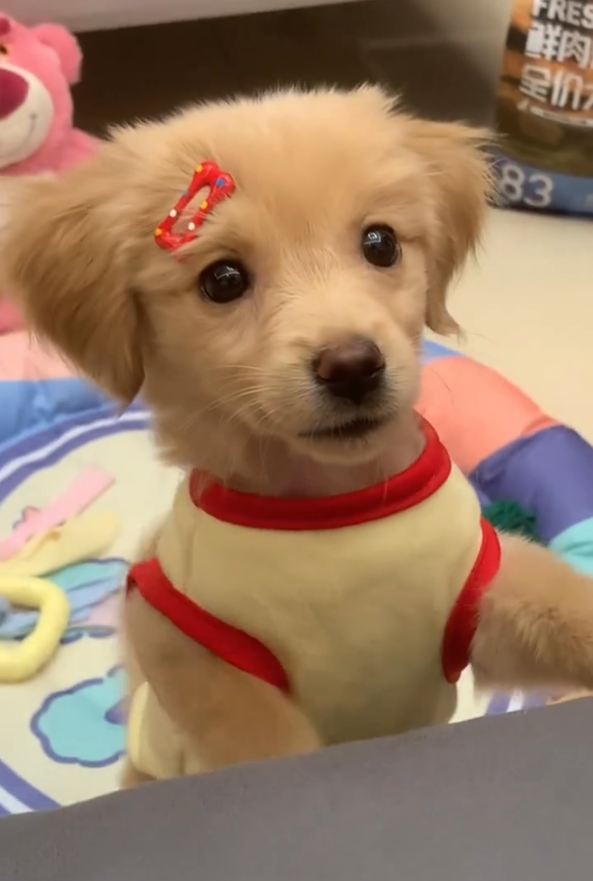 （預購）可愛小髮夾 顏色不重複