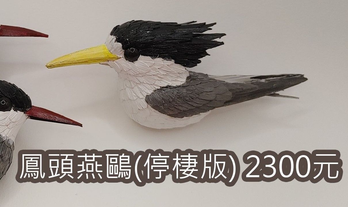 鳳頭燕鷗