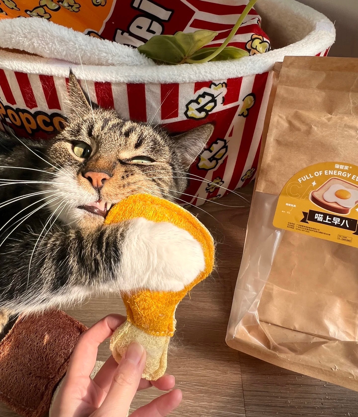 （預購） 早安晨之喵