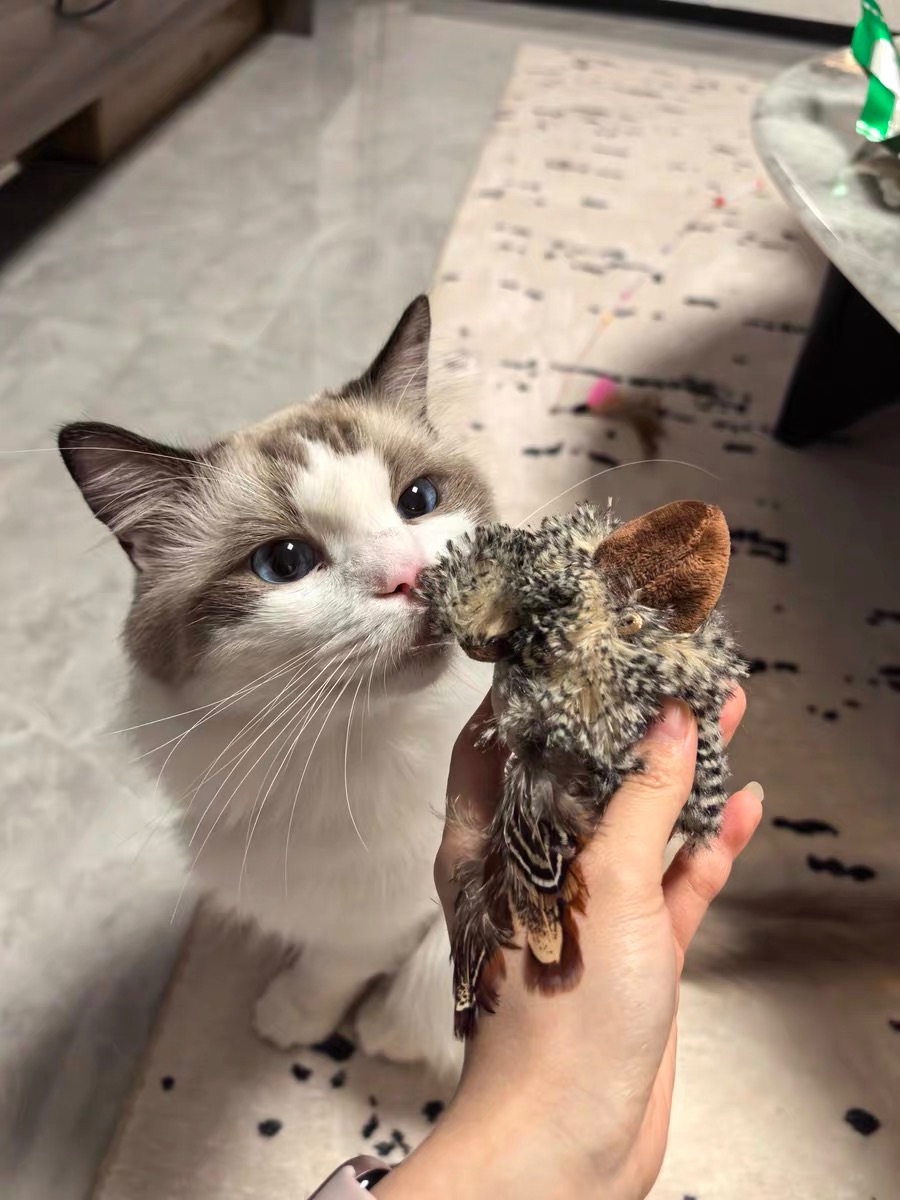 （預購） 逼真ㄉ有聲小鳥