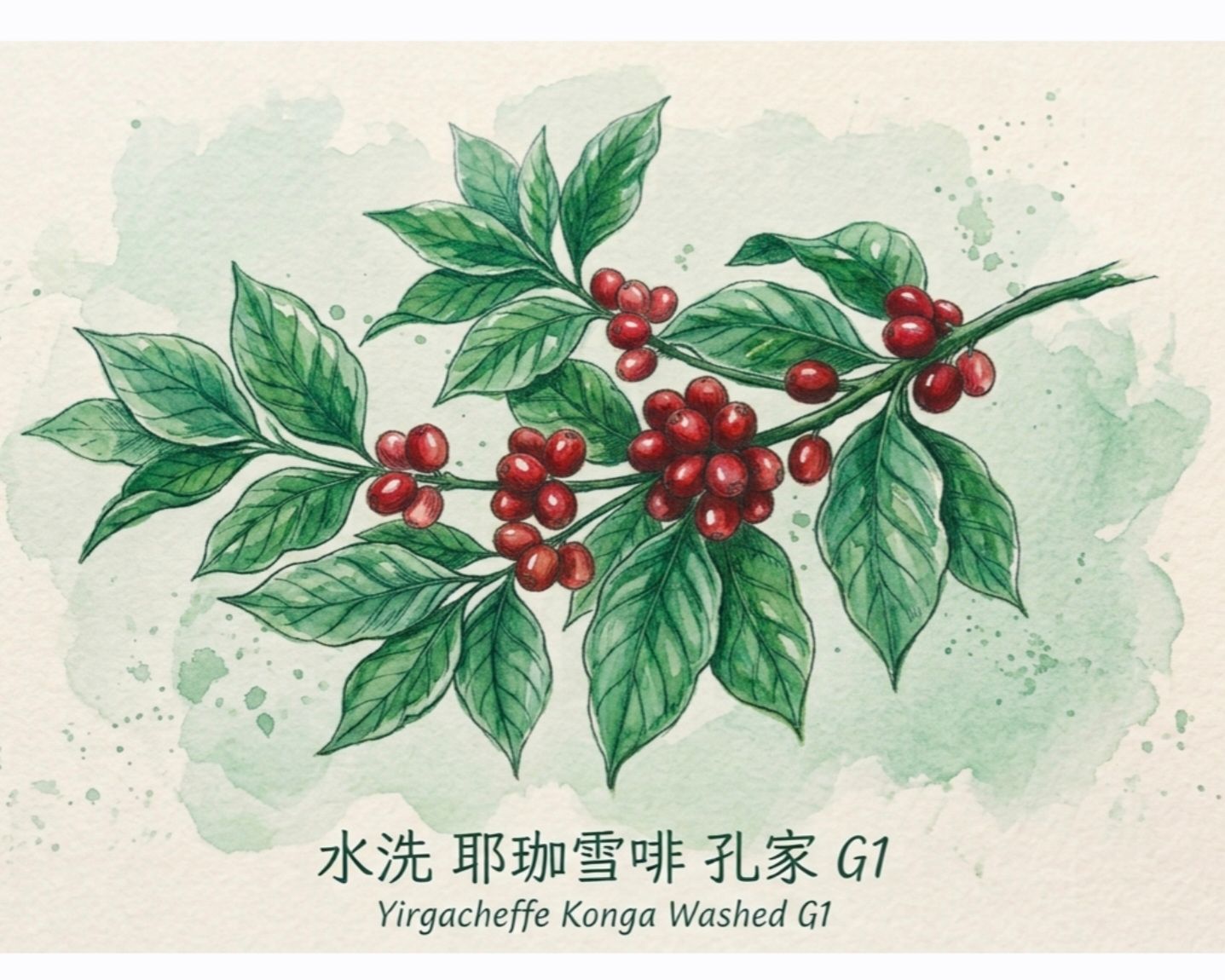〔淺焙〕衣索比亞 水洗 耶珈雪啡 孔家 G1