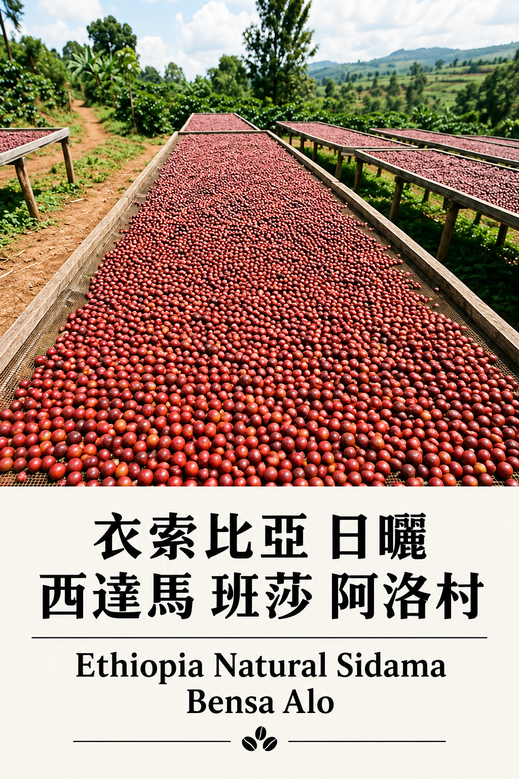 〔淺焙〕衣索比亞 日曬 西達馬 班莎 阿洛村 74158單一品種