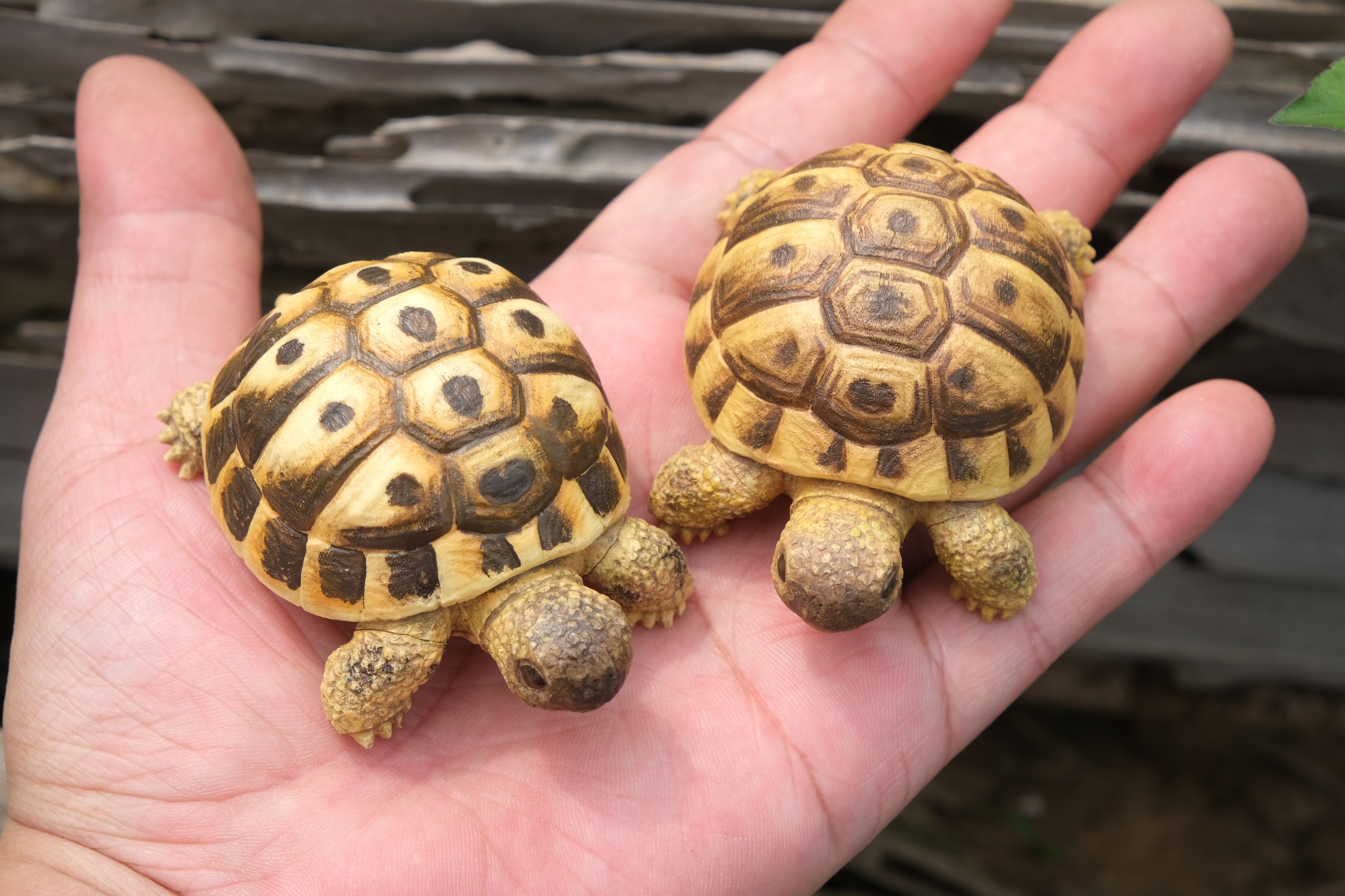 赫曼與歐洲陸龜